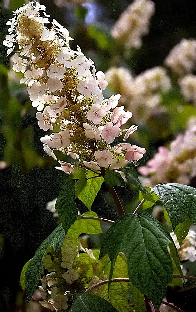 Oakleaf Hydrangea (Hydrangea Quercifolia) — and tolerates a variety of soils; shrub with white blooms