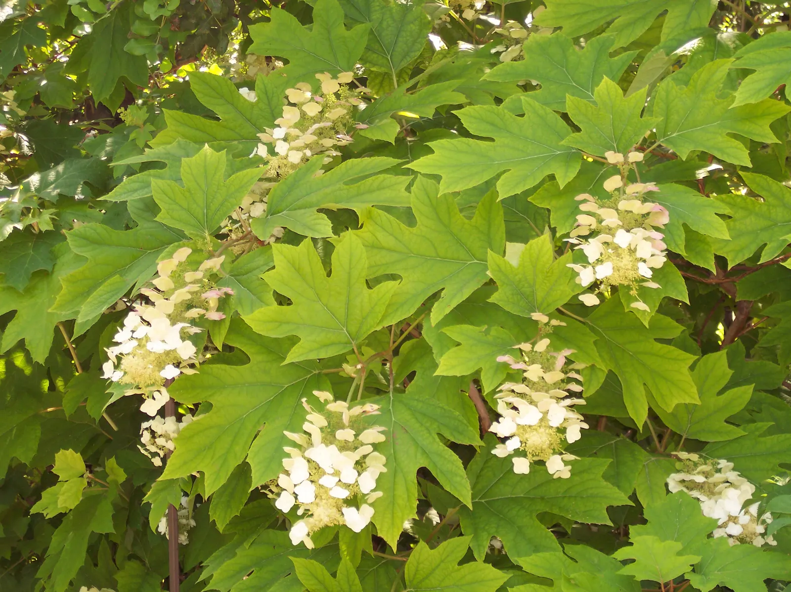 Oakleaf Hydrangea (Hydrangea Quercifolia) — and it is generally resistant to pests and diseases; this low-maintenance shrub is also known for its, image 74