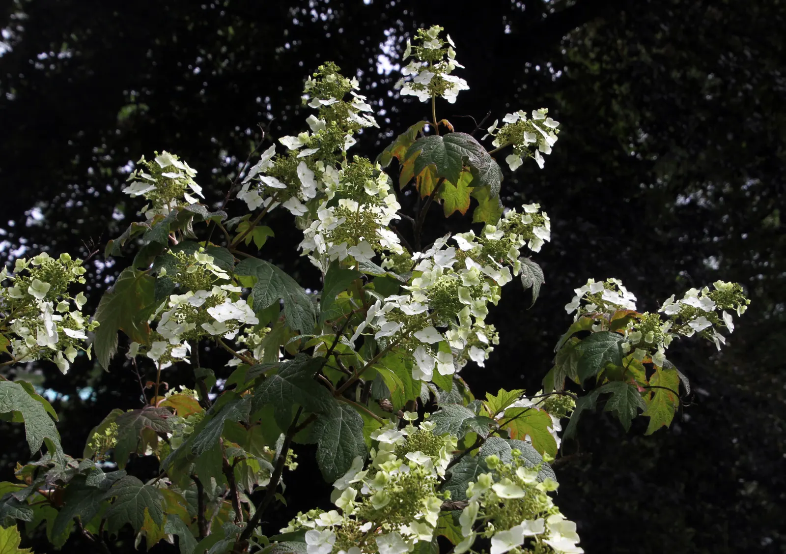 Oakleaf Hydrangea (Hydrangea Quercifolia) — shrub with white blooms; depending on the specific cultivar and environmental factors