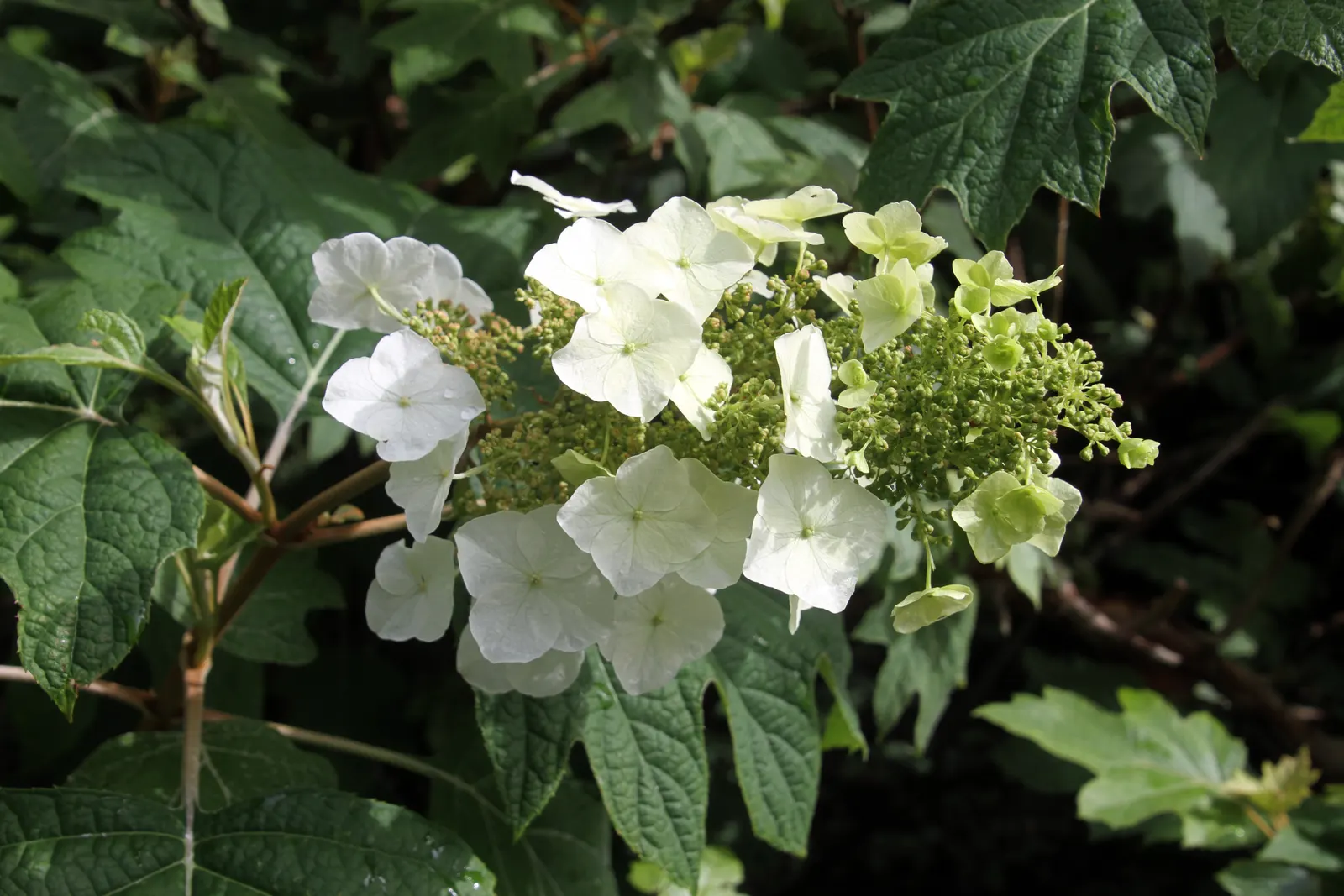 Oakleaf Hydrangea (Hydrangea Quercifolia) — With rich autumnal foliage hues and exfoliating cinnamon bark, it adds year-round interest to any garden space