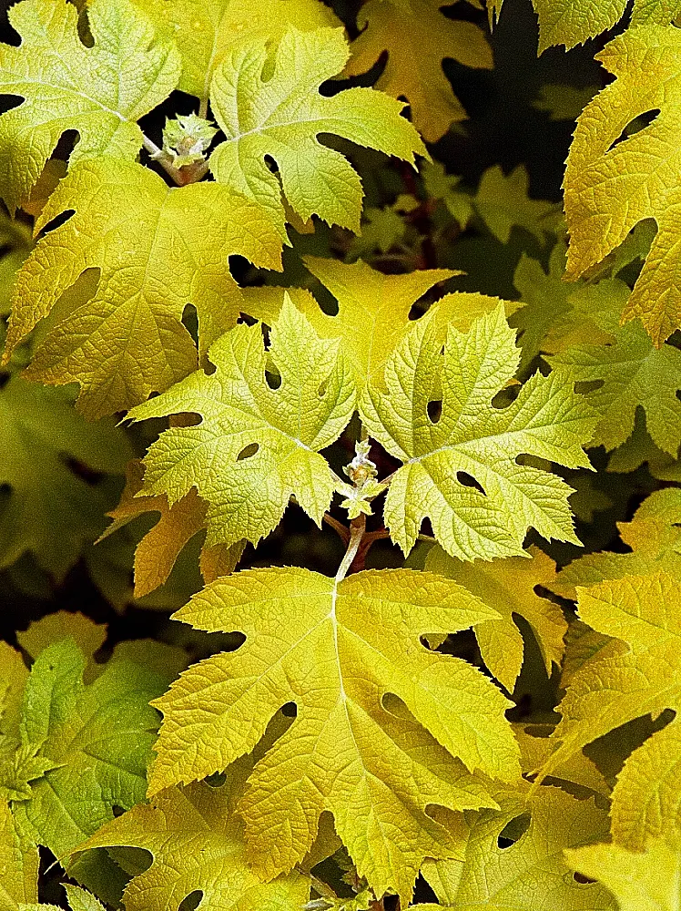 Oakleaf Hydrangea (Hydrangea Quercifolia) — sweet fragrance that attracts pollinators.<br><br>Growing to a height of 6 to 8 feet with a similar spread
