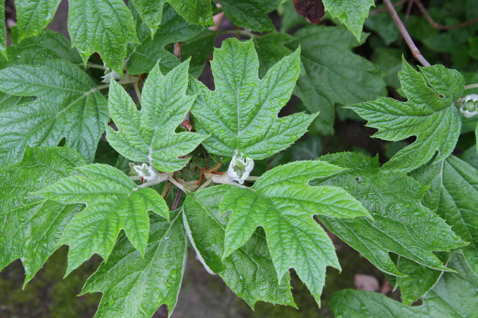 Oakleaf Hydrangea (Hydrangea Quercifolia) — which resembles that of an oak tree; these panicles start as a creamy white and can mature to a rosy, image 62