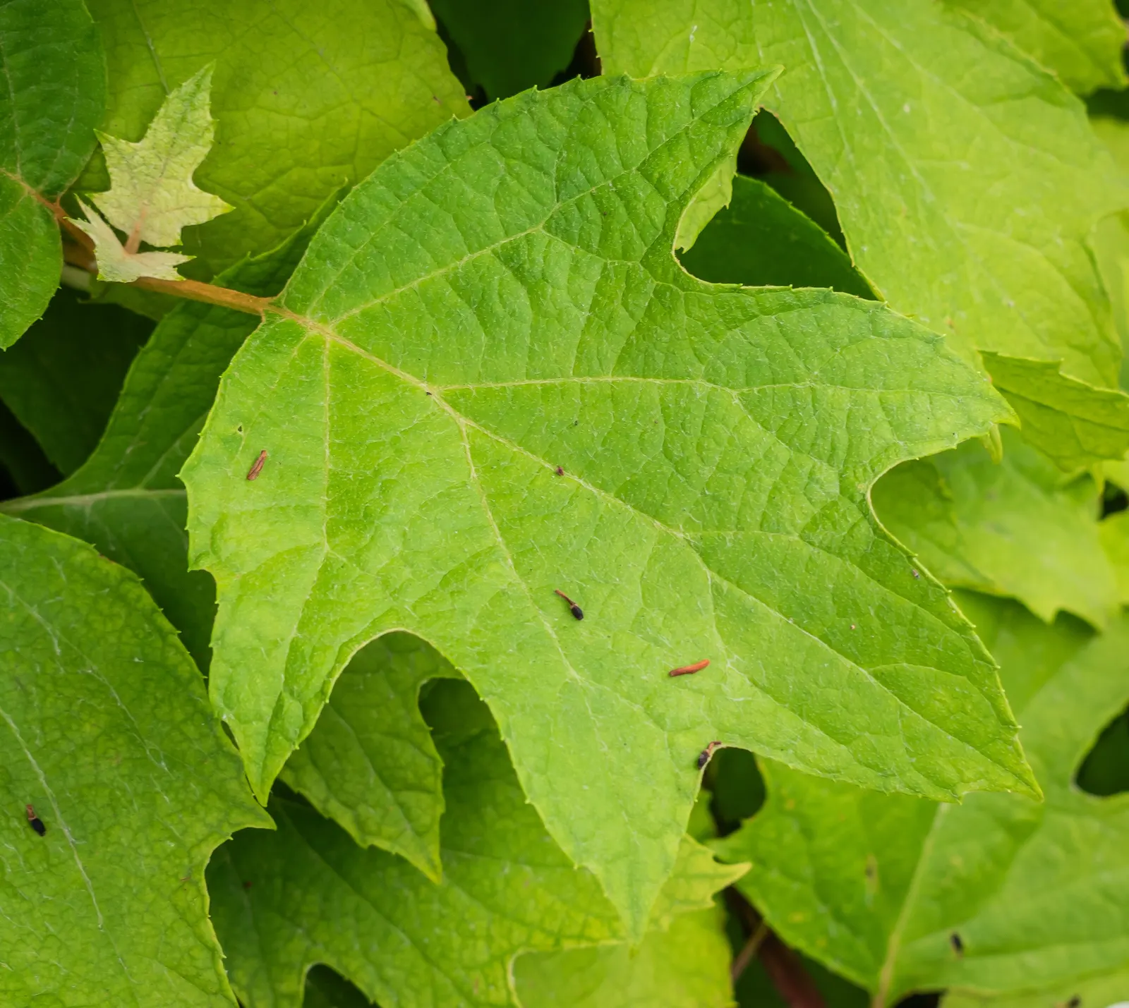 Oakleaf Hydrangea (Hydrangea Quercifolia) — is a deciduous shrub native to the southeastern United States that presents a stunning four-season display; adding