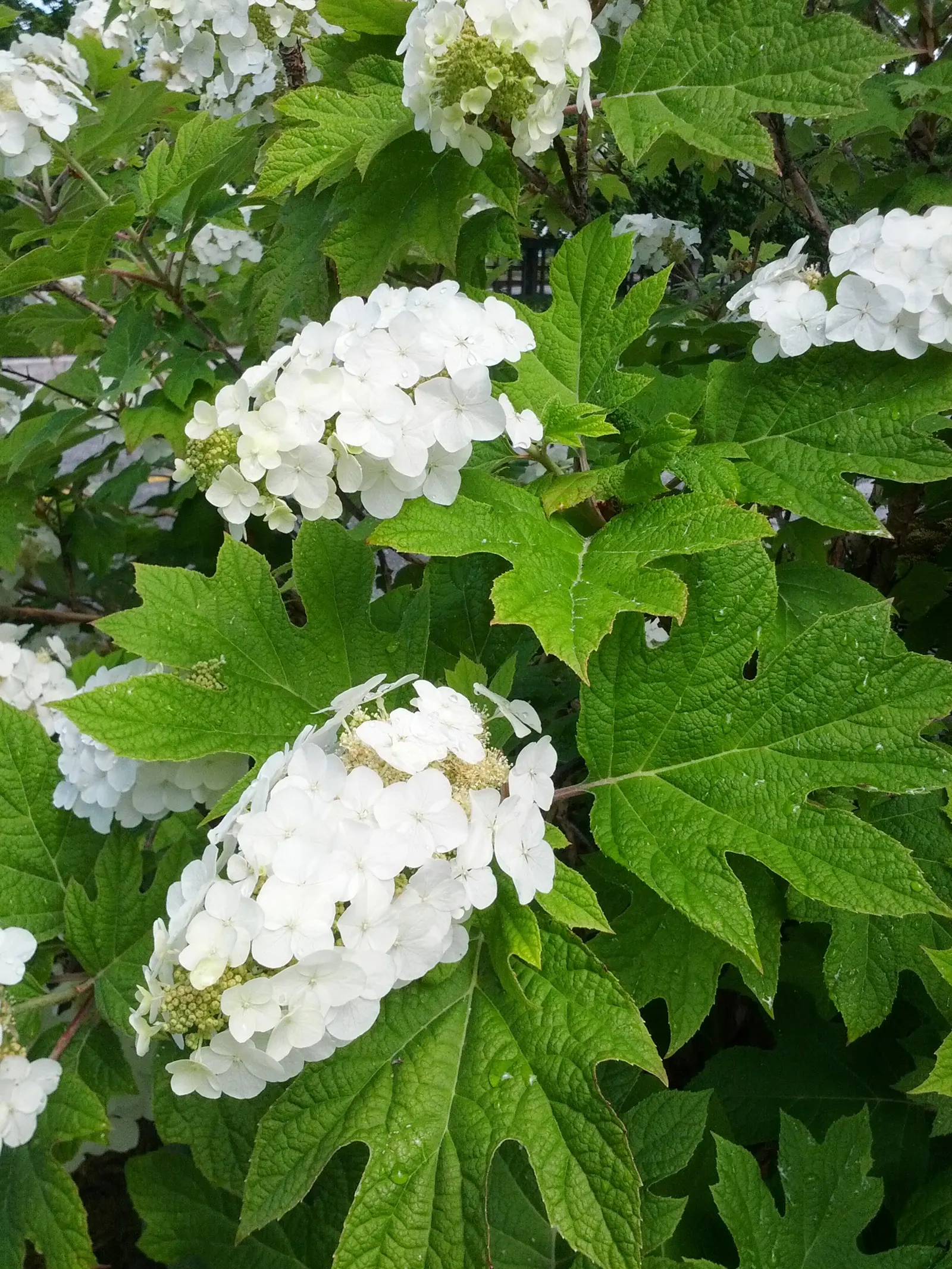 Oakleaf Hydrangea (Hydrangea Quercifolia) — ideal for bringing a diverse aesthetic to any landscape design; oakleaf Hydrangea (Hydrangea, image 60
