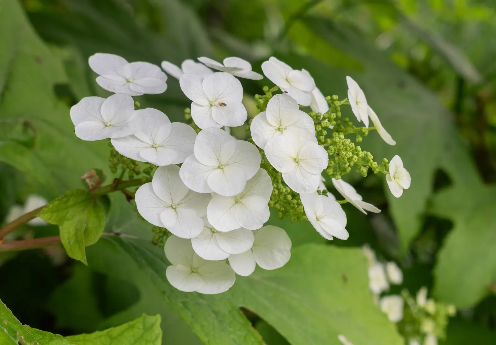 Oakleaf Hydrangea (Hydrangea Quercifolia) — This native plant typically reaches 4-6 feet in height and width; sweet fragrance that attracts