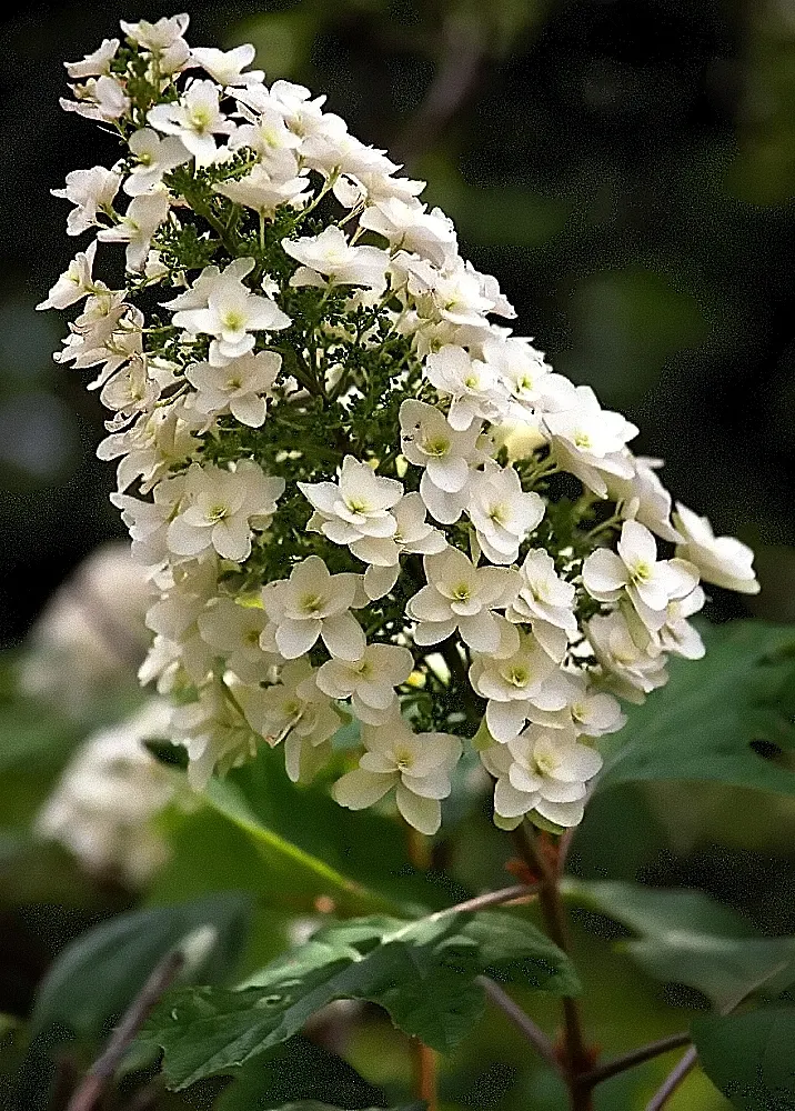 Oakleaf Hydrangea (Hydrangea Quercifolia) — which resembles that of an oak tree; these panicles start as a creamy white and can mature to a rosy pink or even a