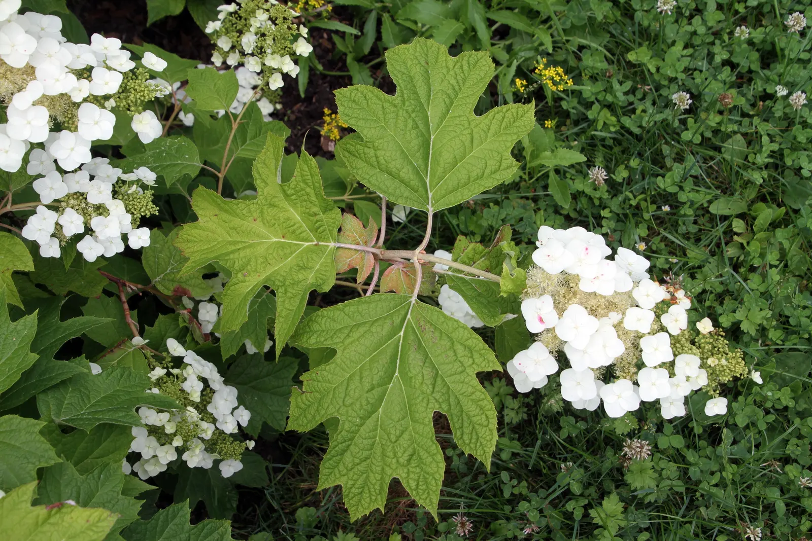 Oakleaf Hydrangea (Hydrangea Quercifolia) — This native plant typically reaches 4-6 feet in height and width; sweet fragrance that attracts, image 55