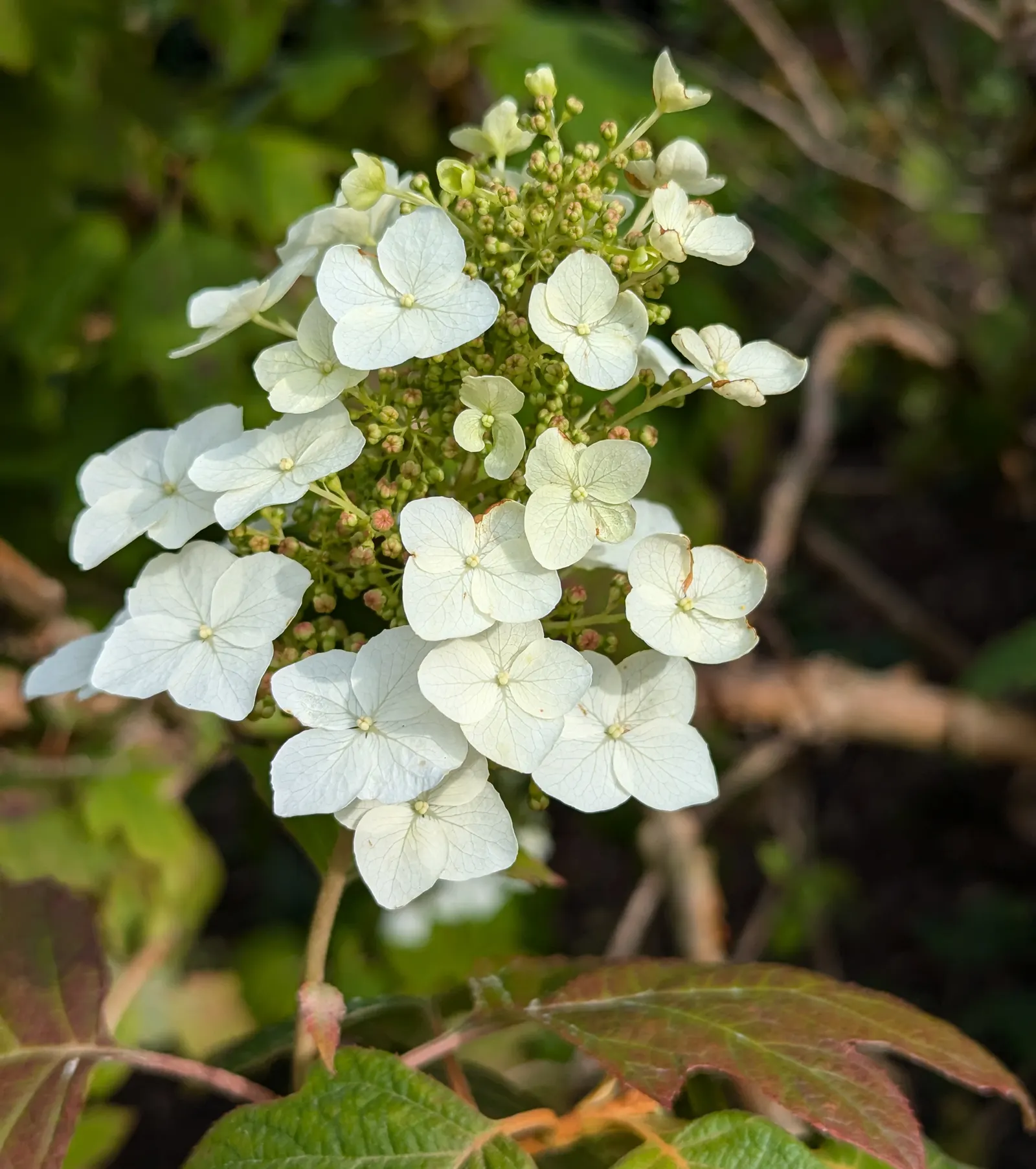 Oakleaf Hydrangea (Hydrangea Quercifolia) — the Oakleaf Hydrangea is well-suited for use as a foundation planting; shrub for full or half, image 71