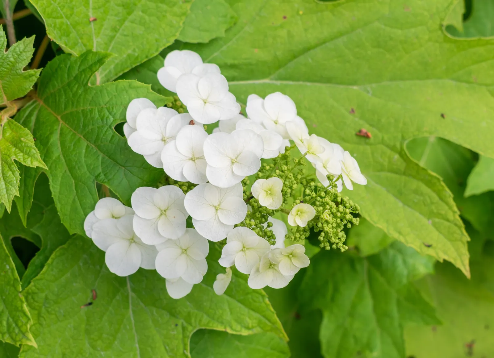 Oakleaf Hydrangea (Hydrangea Quercifolia) — this hydrangea variety boasts large leaves up to 8 inches long that turn a rich