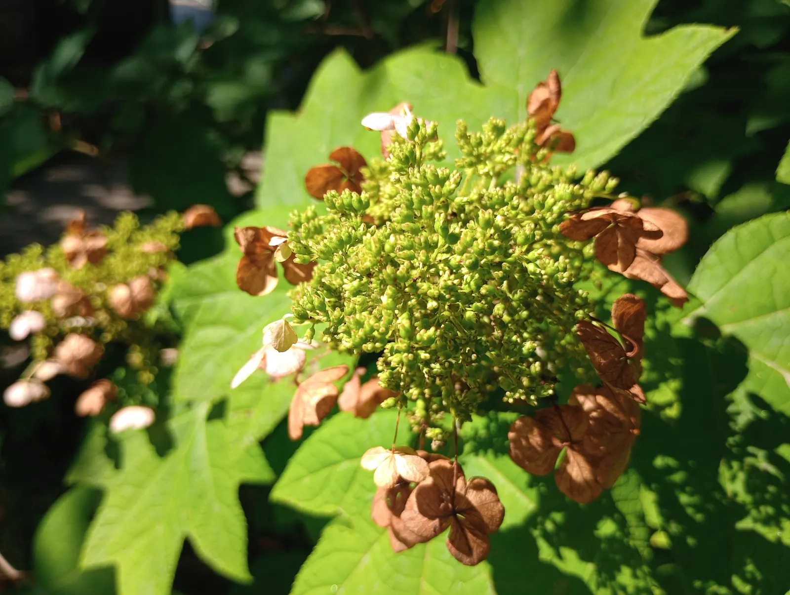Oakleaf Hydrangea (Hydrangea Quercifolia) — When including Hydrangea quercifolia in the landscape design; cone-shaped flower panicles that bloom from early