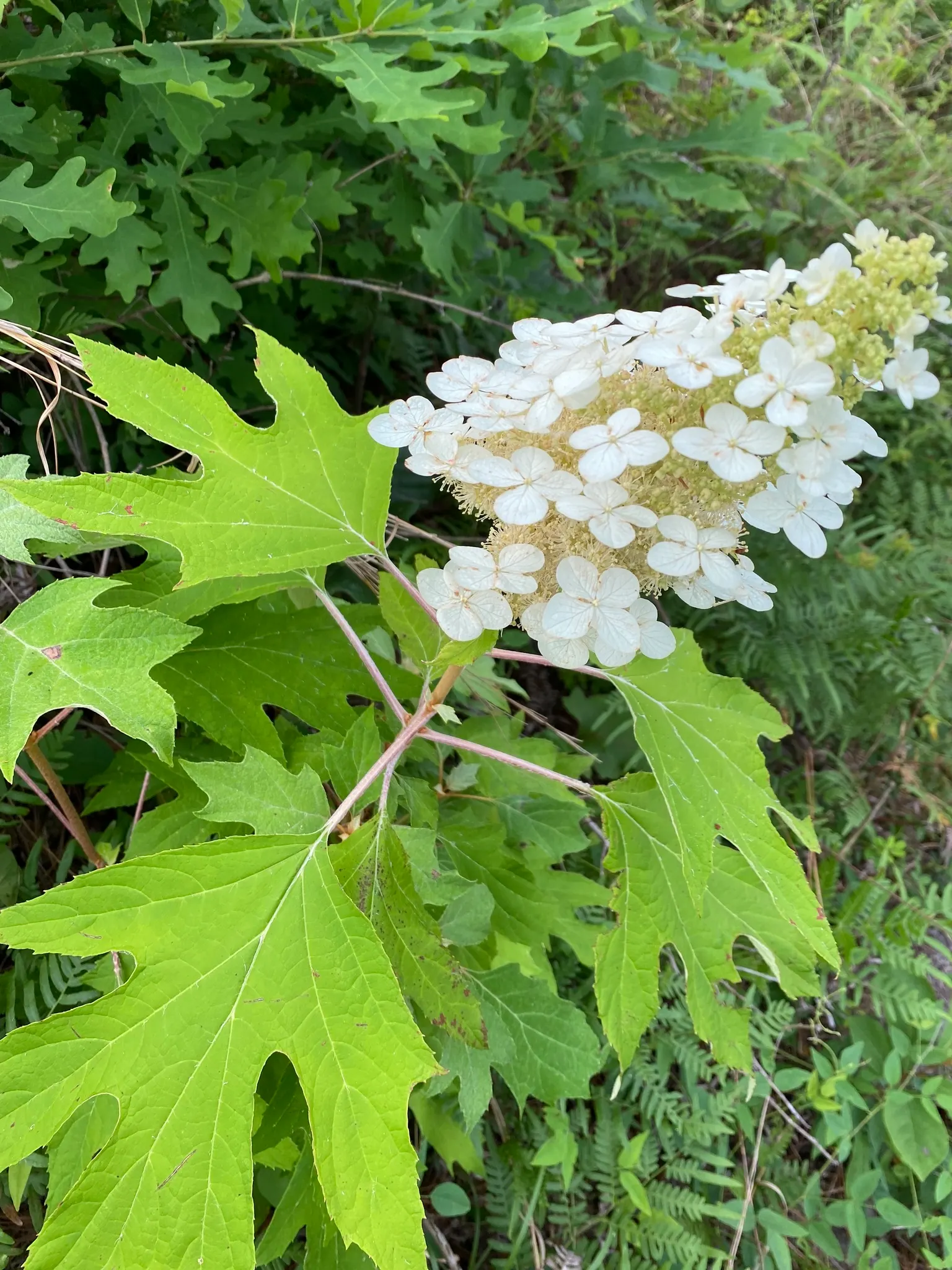Oakleaf Hydrangea (Hydrangea Quercifolia) — Oakleaf Hydrangea (Hydrangea quercifolia) is a striking deciduous shrub