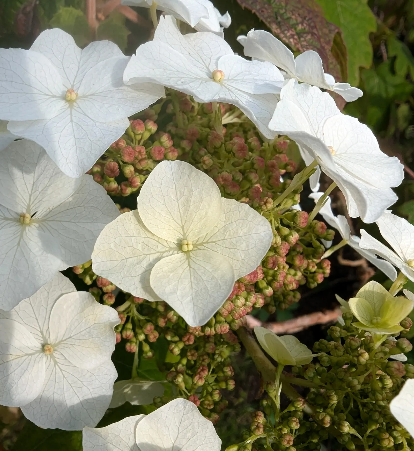 Oakleaf Hydrangea (Hydrangea Quercifolia) — With rich autumnal foliage hues and exfoliating cinnamon bark, it adds year-round interest to any, image 83