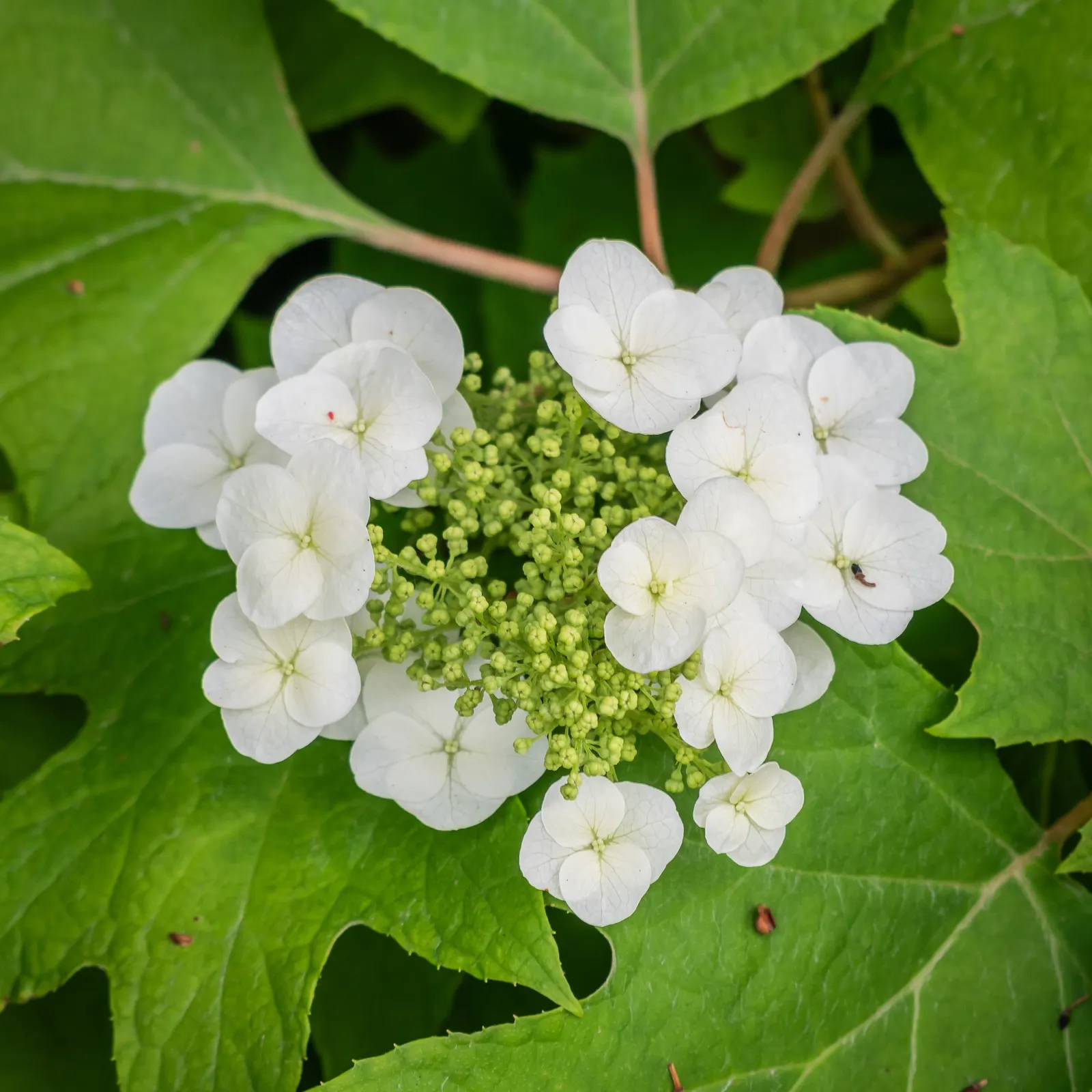 Oakleaf Hydrangea (Hydrangea Quercifolia) — the Oakleaf Hydrangea is well-suited for use as a foundation planting