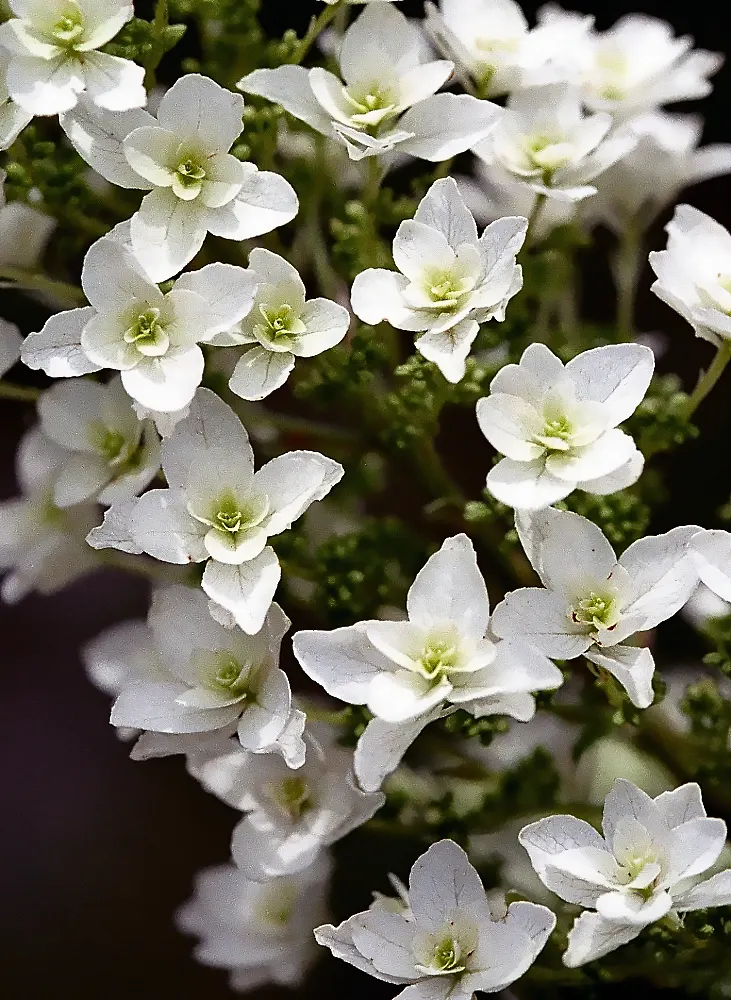 Oakleaf Hydrangea (Hydrangea Quercifolia) — that can reach lengths up to 12 inches