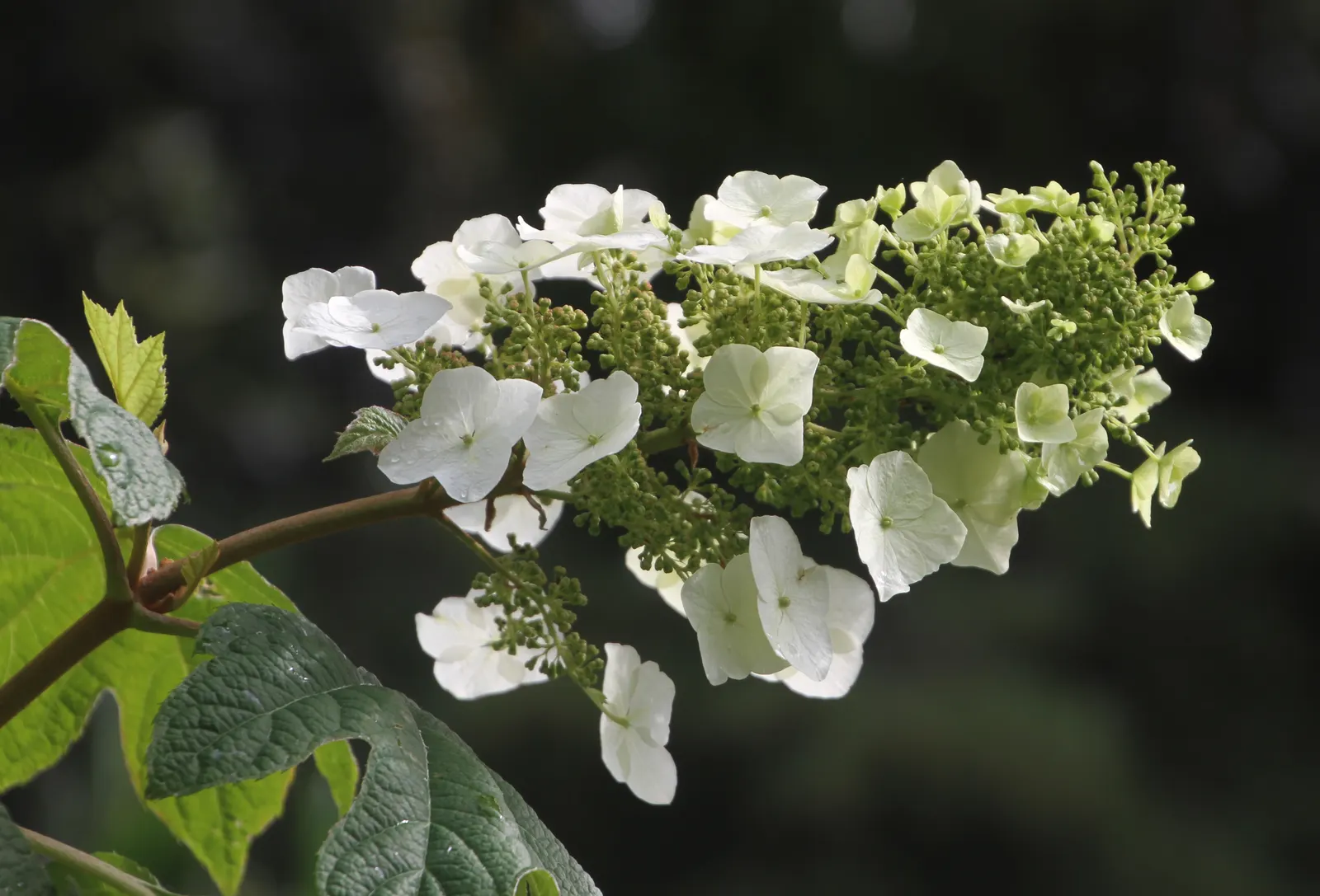 Oakleaf Hydrangea (Hydrangea Quercifolia) — This native plant typically reaches 4-6 feet in height and width
