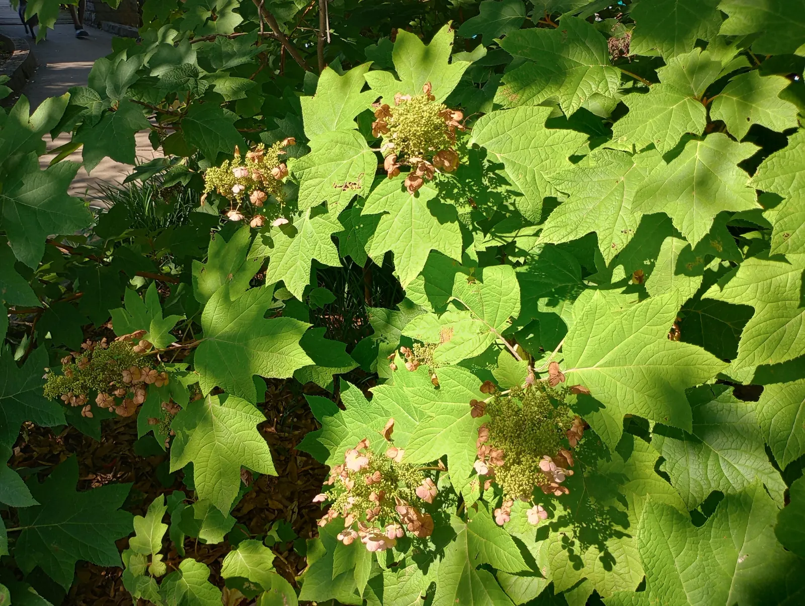 Oakleaf Hydrangea (Hydrangea Quercifolia) — the Oakleaf Hydrangea is well-suited for use as a foundation planting; shrub for full or half