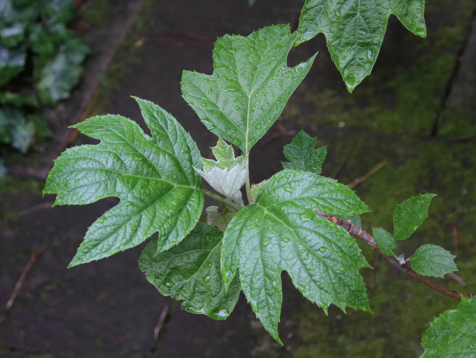 Oakleaf Hydrangea (Hydrangea Quercifolia) — The blooms are held aloft on sturdy stems and provide a captivating visual interest; mahogany red in the