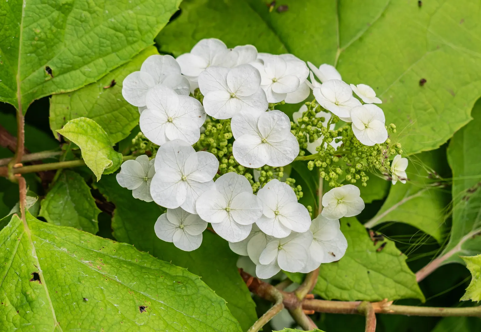 Oakleaf Hydrangea (Hydrangea Quercifolia) — When including Hydrangea quercifolia in the landscape design