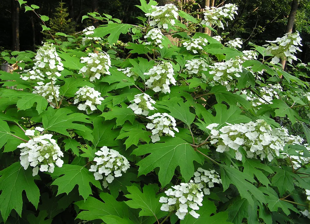 Oakleaf Hydrangea (Hydrangea Quercifolia) — The blooms are held aloft on sturdy stems and provide a captivating visual interest; mahogany red in the, image 69