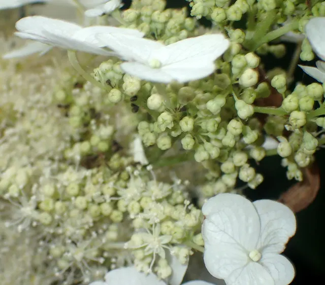 Oakleaf Hydrangea (Hydrangea Quercifolia) — this hydrangea variety boasts large leaves up to 8 inches long that turn a rich; and it is generally resistant to