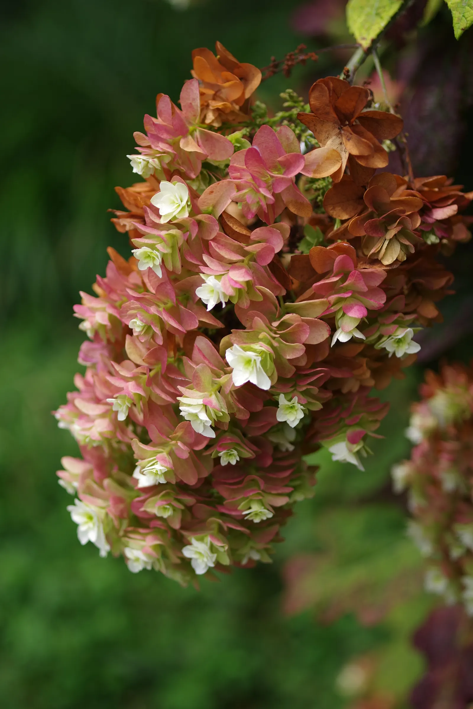 Oakleaf Hydrangea (Hydrangea Quercifolia) — and tolerates a variety of soils; shrub with white blooms, image 82
