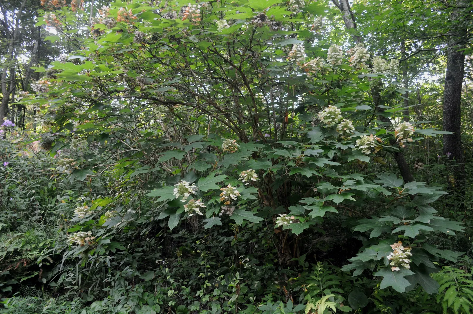 Oakleaf Hydrangea (Hydrangea Quercifolia) — Oakleaf Hydrangea (Hydrangea quercifolia) is a striking deciduous shrub; and tolerates a variety of, image 53