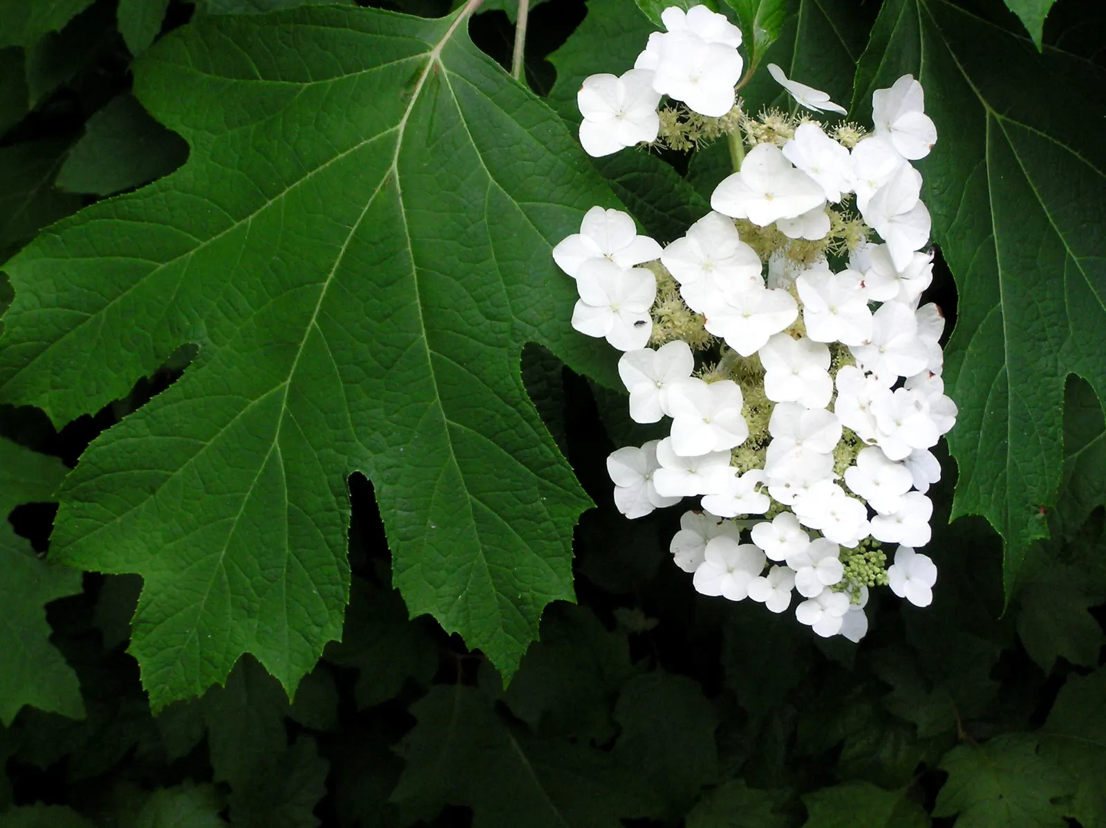 Oakleaf Hydrangea (Hydrangea Quercifolia) — this hydrangea variety boasts large leaves up to 8 inches long that turn a rich; and it is generally, image 63