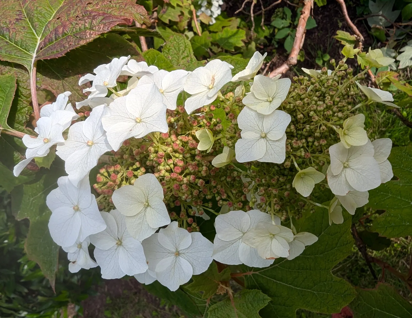 Oakleaf Hydrangea (Hydrangea Quercifolia) — that can reach lengths up to 12 inches; the blooms are held aloft on sturdy stems and provide a, image 66