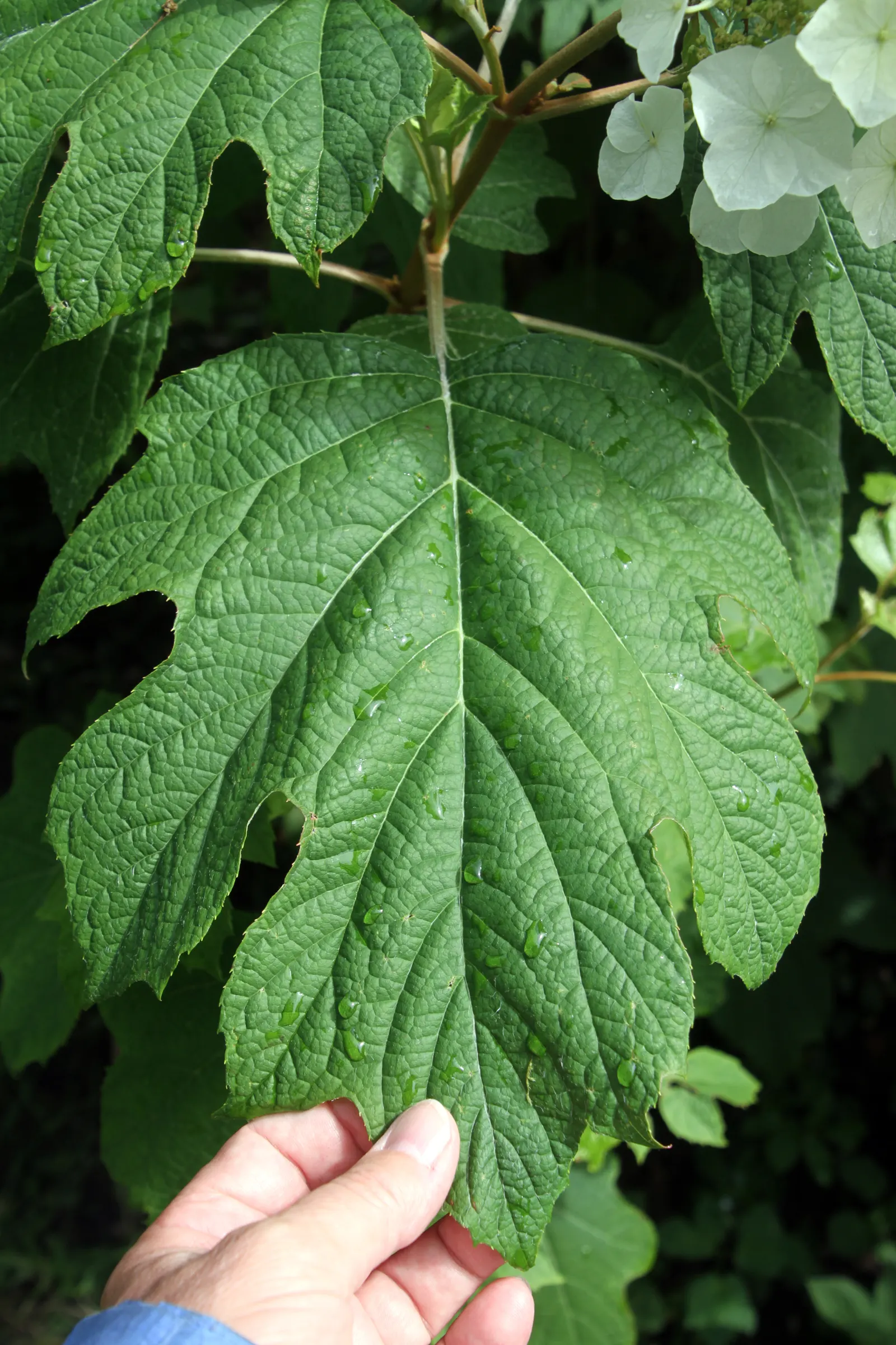 Oakleaf Hydrangea (Hydrangea Quercifolia) — Oakleaf Hydrangea offers elongated clusters of flowers; which resembles that of an oak tree