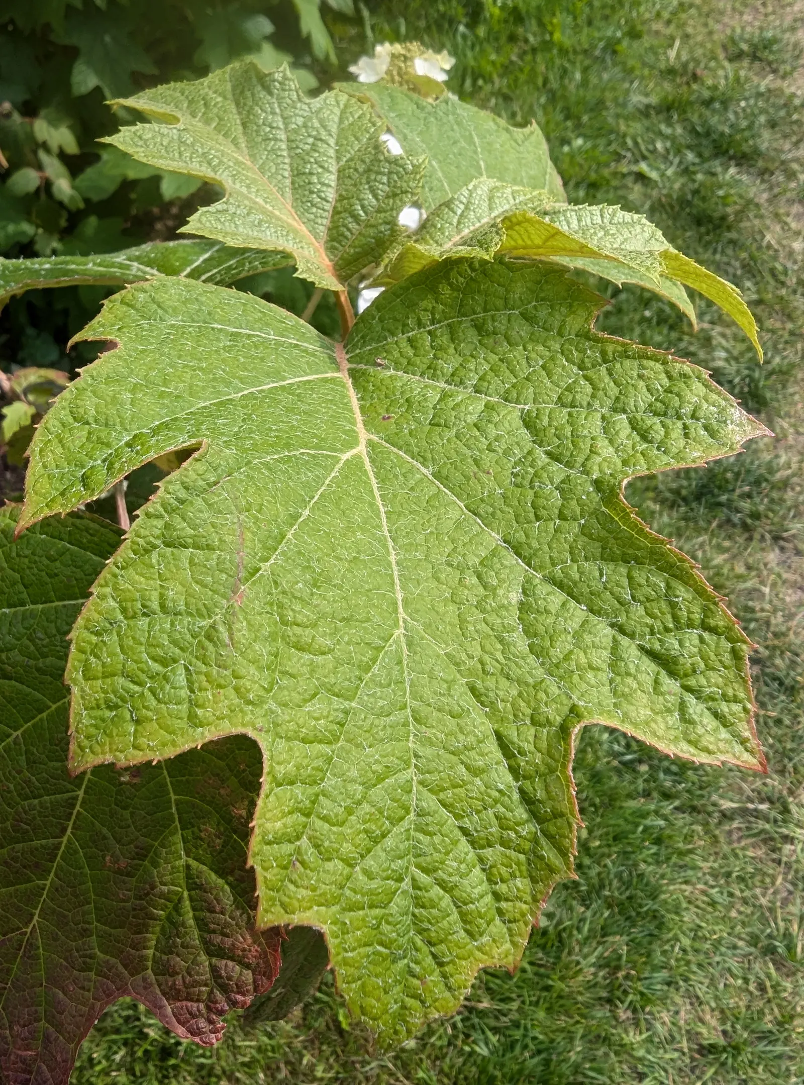 Oakleaf Hydrangea (Hydrangea Quercifolia) — When including Hydrangea quercifolia in the landscape design; cone-shaped flower panicles that bloom, image 75