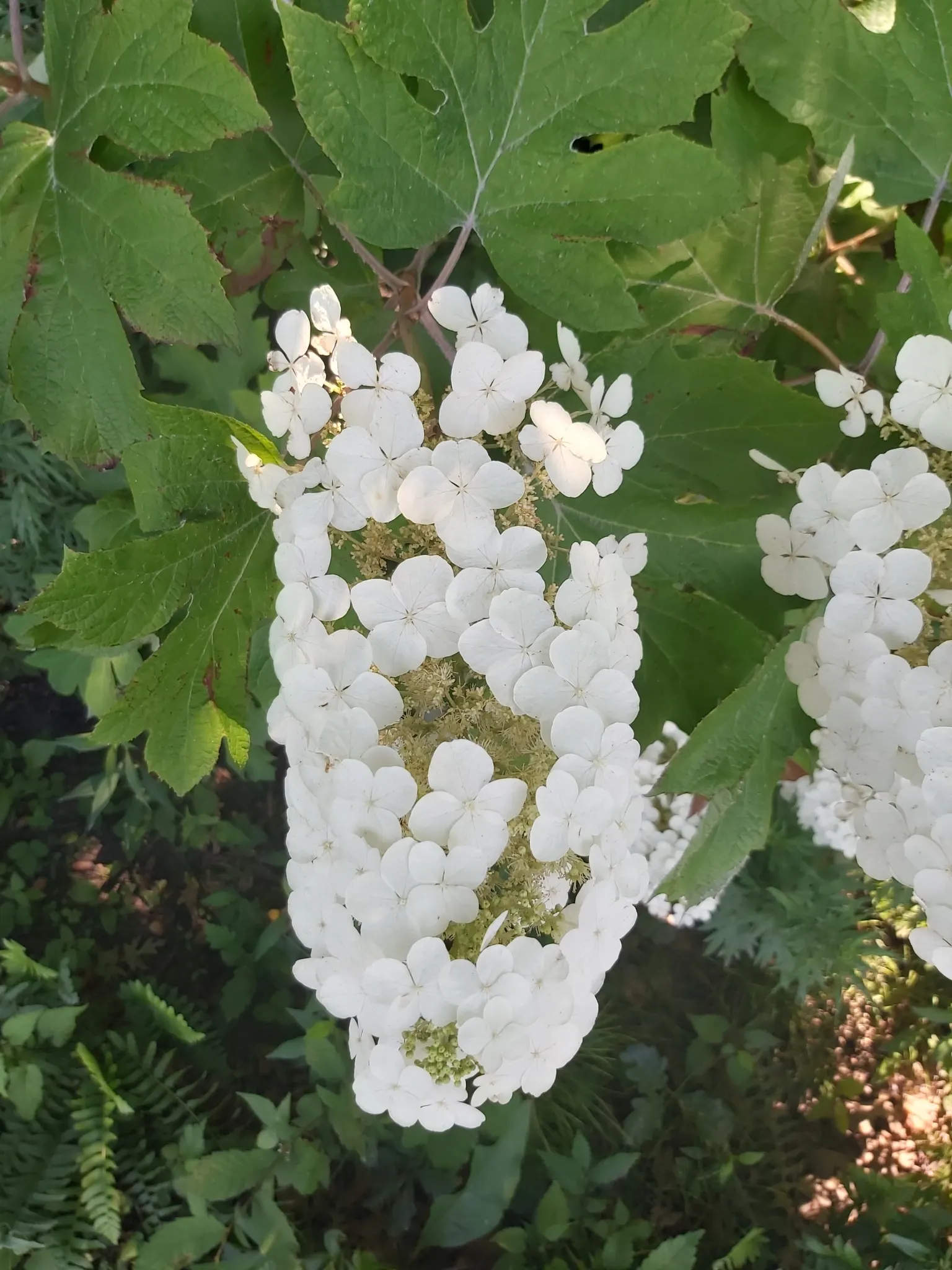 Oakleaf Hydrangea (Hydrangea Quercifolia) — These panicles start as a creamy white and can mature to a rosy pink or even a purplish shade; white flowers in the