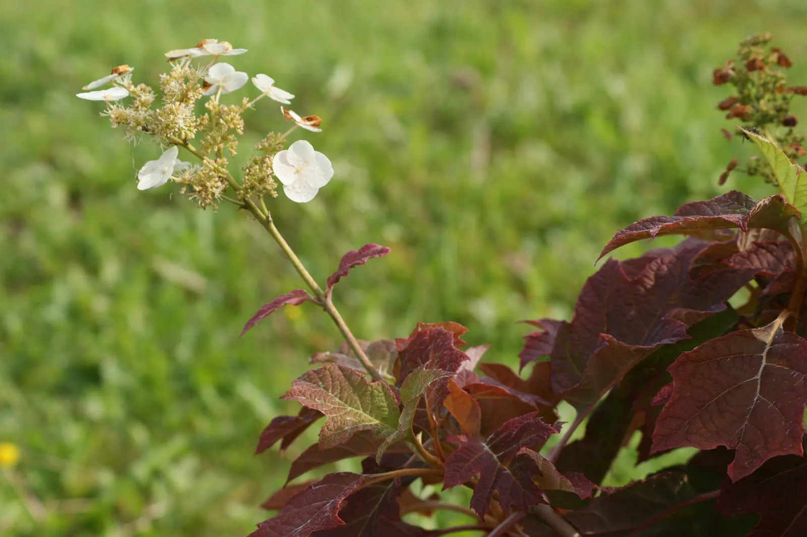 Oakleaf Hydrangea (Hydrangea Quercifolia) — ideal for bringing a diverse aesthetic to any landscape design; oakleaf Hydrangea (Hydrangea quercifolia) is a
