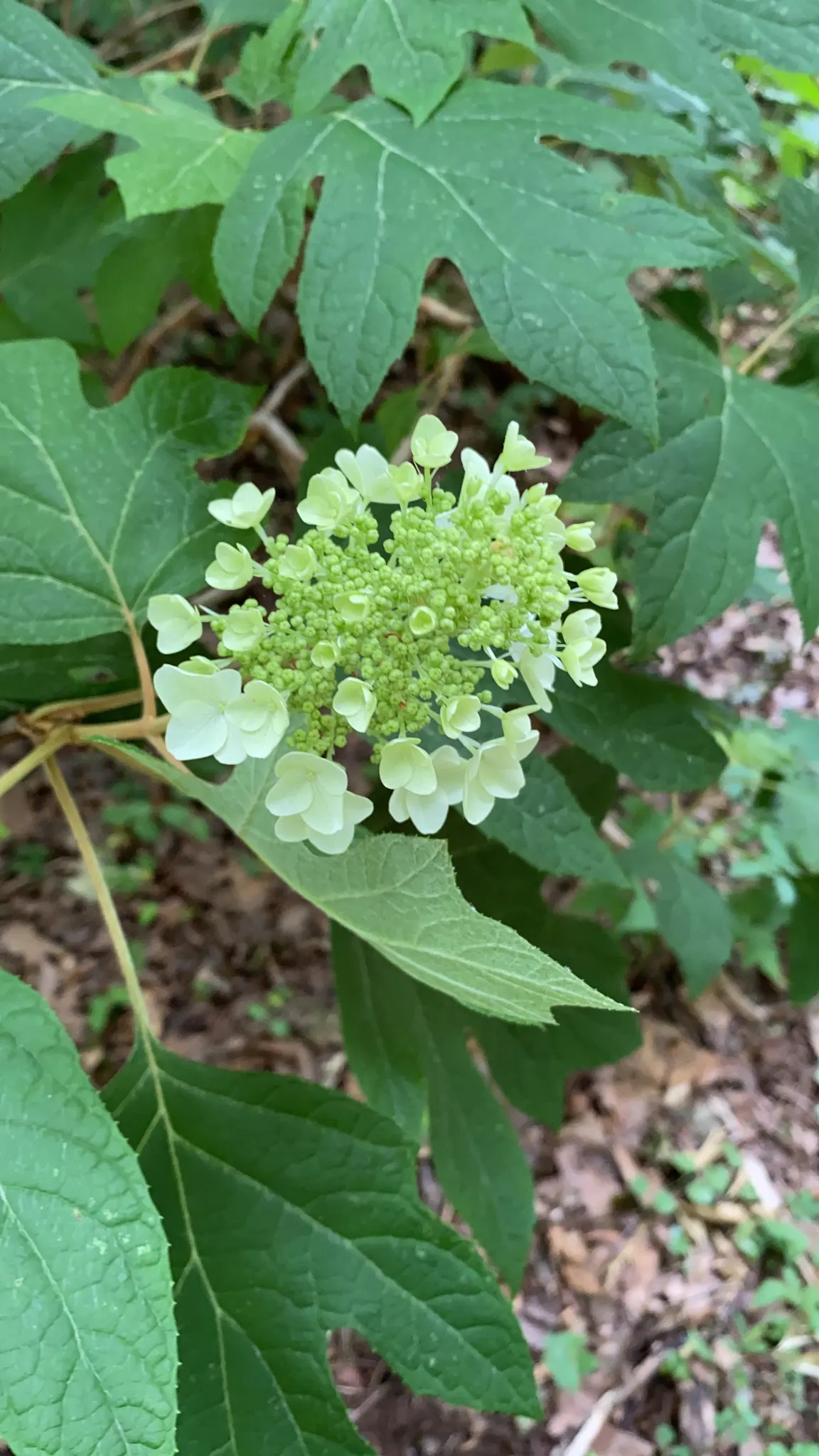 Oakleaf Hydrangea (Hydrangea Quercifolia) — adding textural allure to the garden; is a deciduous shrub native to the southeastern United States that presents a