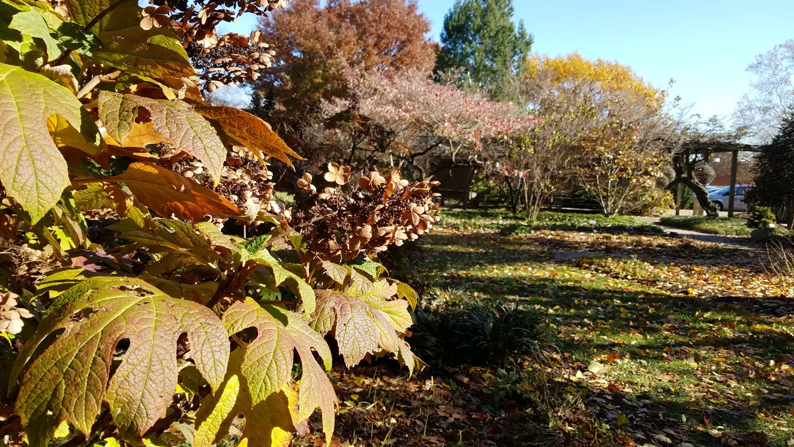 Oakleaf Hydrangea (Hydrangea Quercifolia) — scientifically named Hydrangea quercifolia