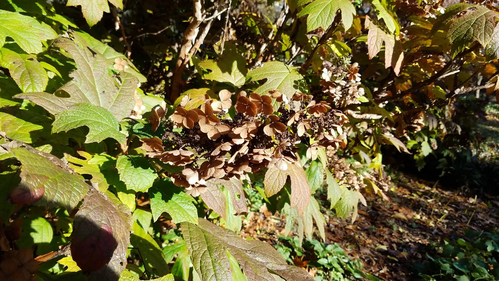 Oakleaf Hydrangea (Hydrangea Quercifolia) — depending on the specific cultivar and environmental factors