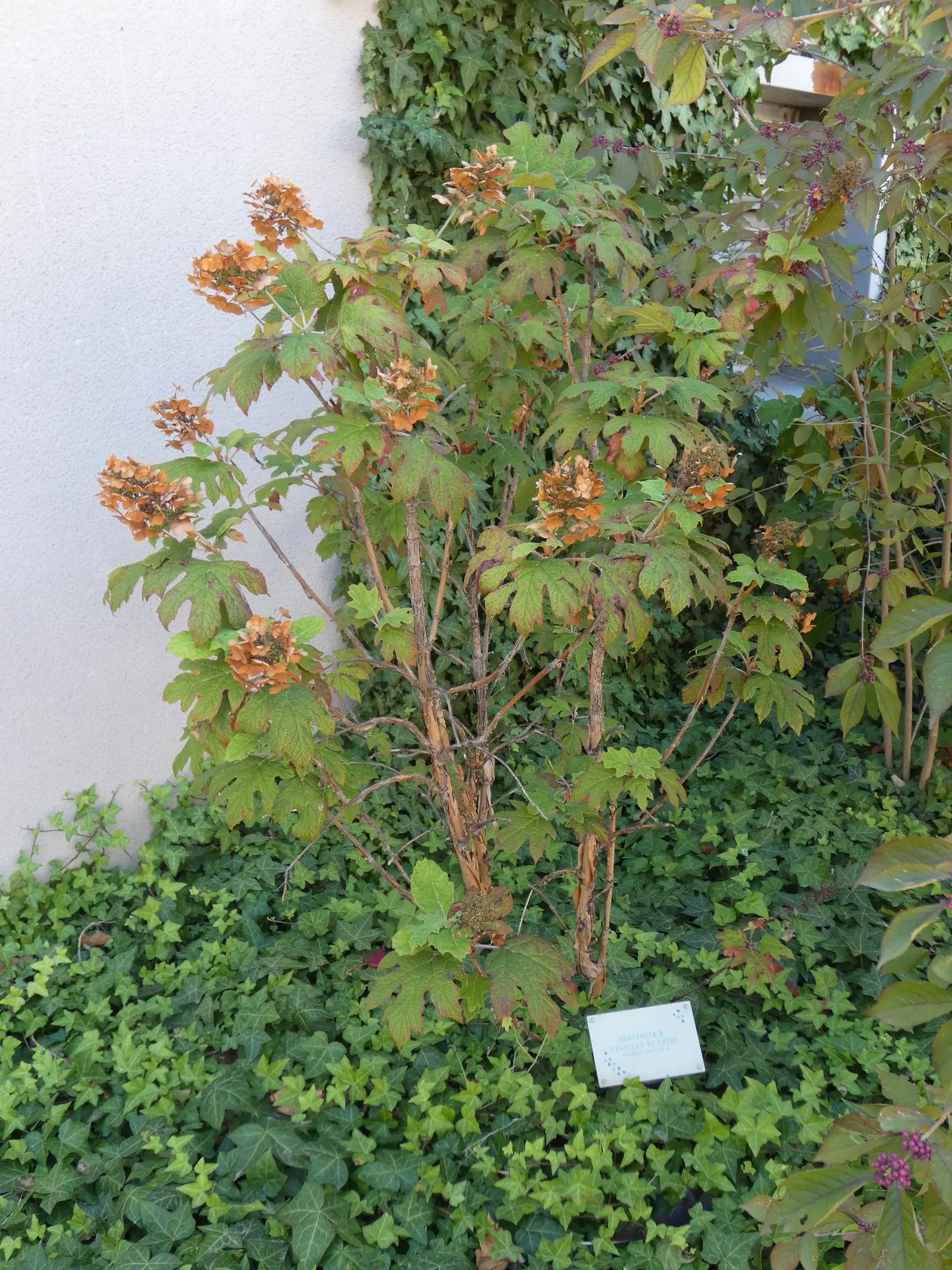 Oakleaf Hydrangea (Hydrangea Quercifolia) — scientifically named Hydrangea quercifolia; oakleaf Hydrangea offers elongated clusters of flowers