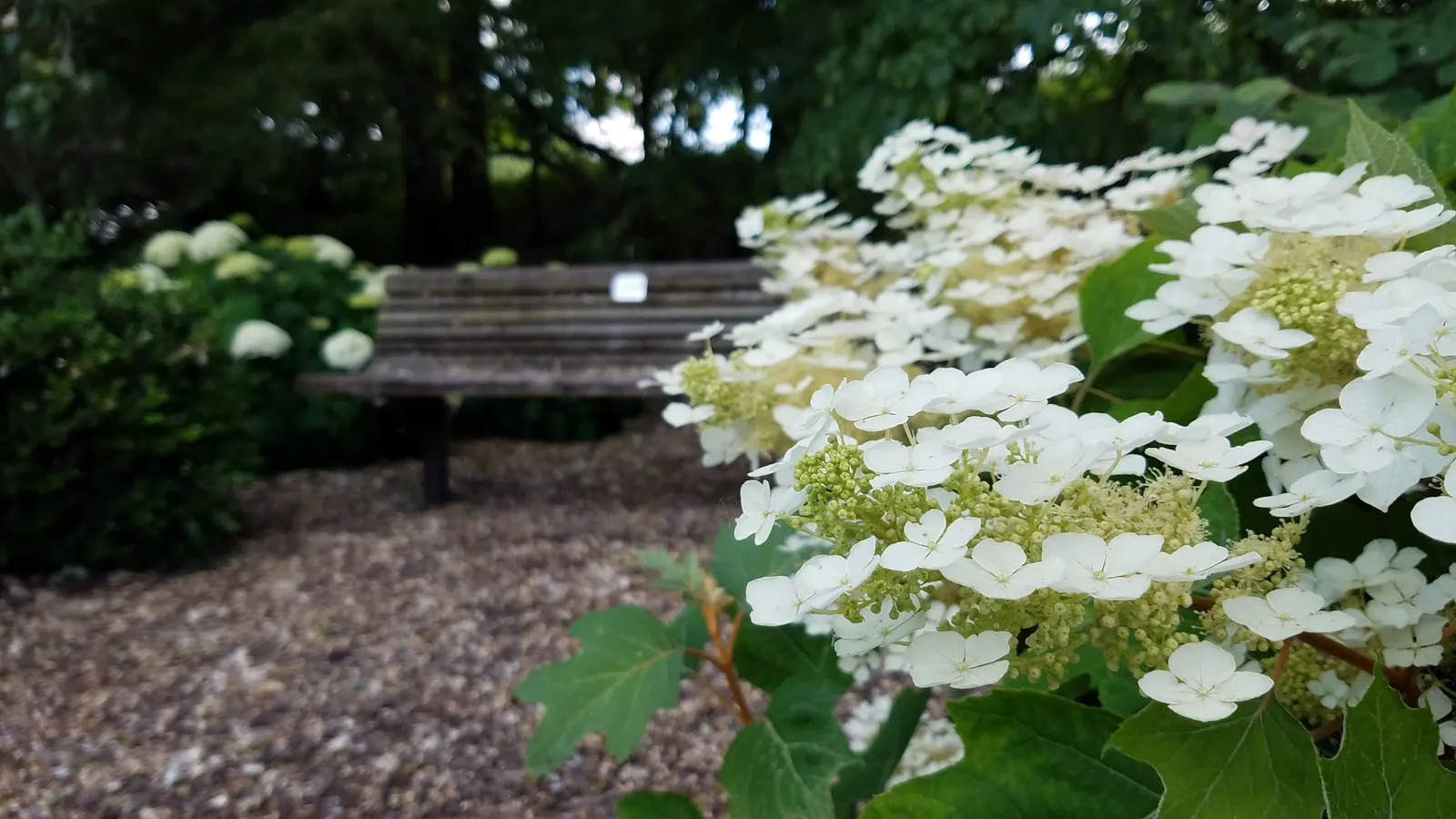 Oakleaf Hydrangea (Hydrangea Quercifolia) — cone-shaped flower panicles that bloom from early summer into fall; this hydrangea variety boasts large, image 80