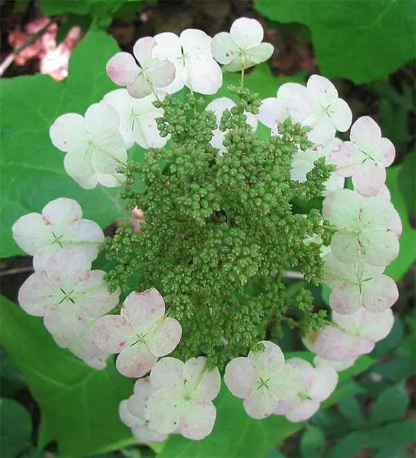 Oakleaf Hydrangea (Hydrangea Quercifolia) — ideal for bringing a diverse aesthetic to any landscape design