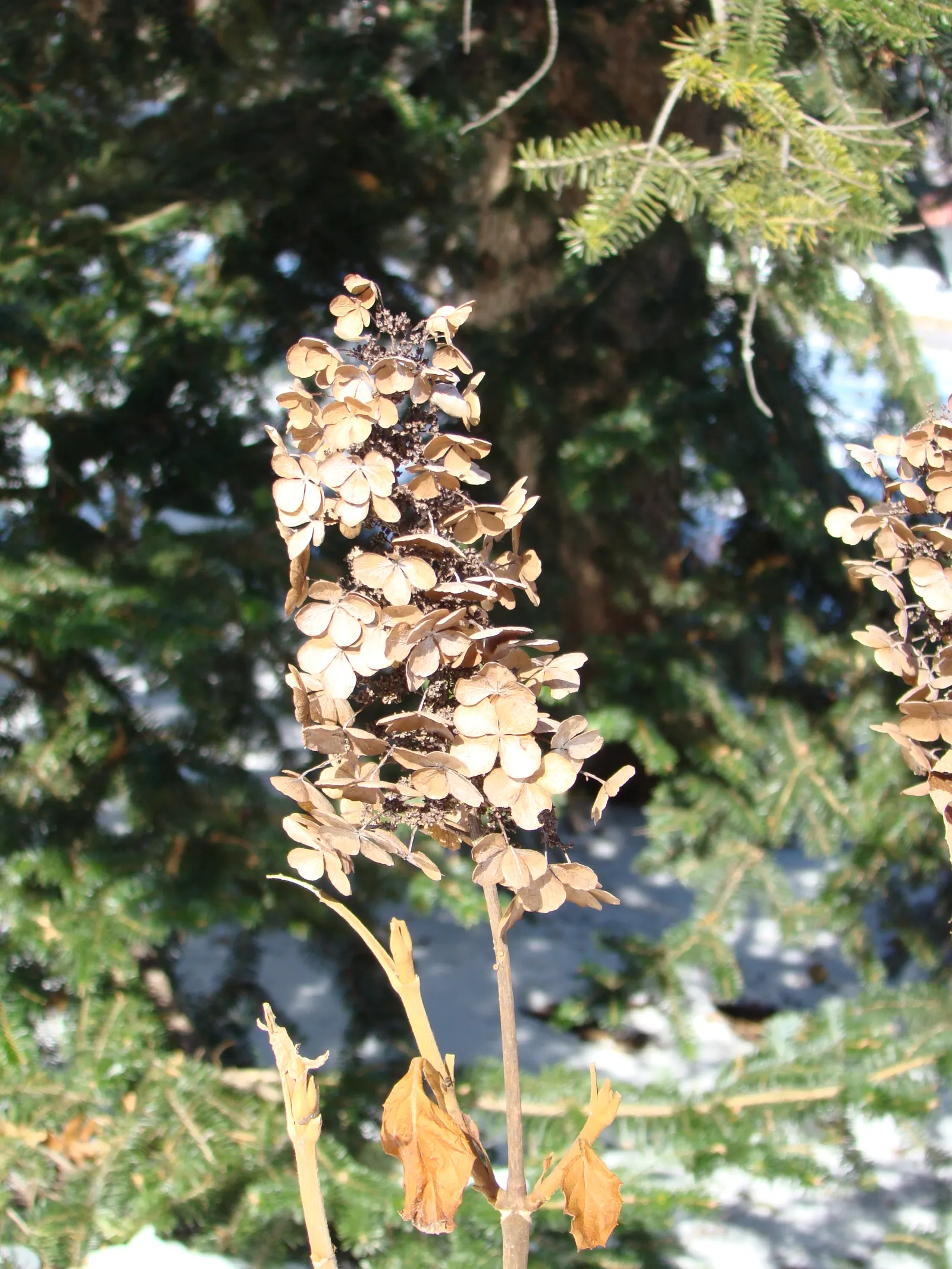 Oakleaf Hydrangea (Hydrangea Quercifolia) — and tolerates a variety of soils; shrub with white blooms, image 56