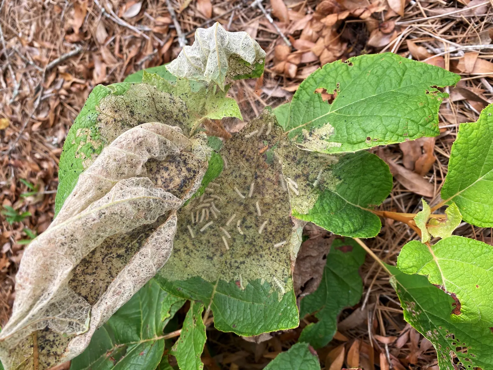 Oakleaf Hydrangea (Hydrangea Quercifolia) — depending on the specific cultivar and environmental factors; with rich autumnal foliage hues and exfoliating