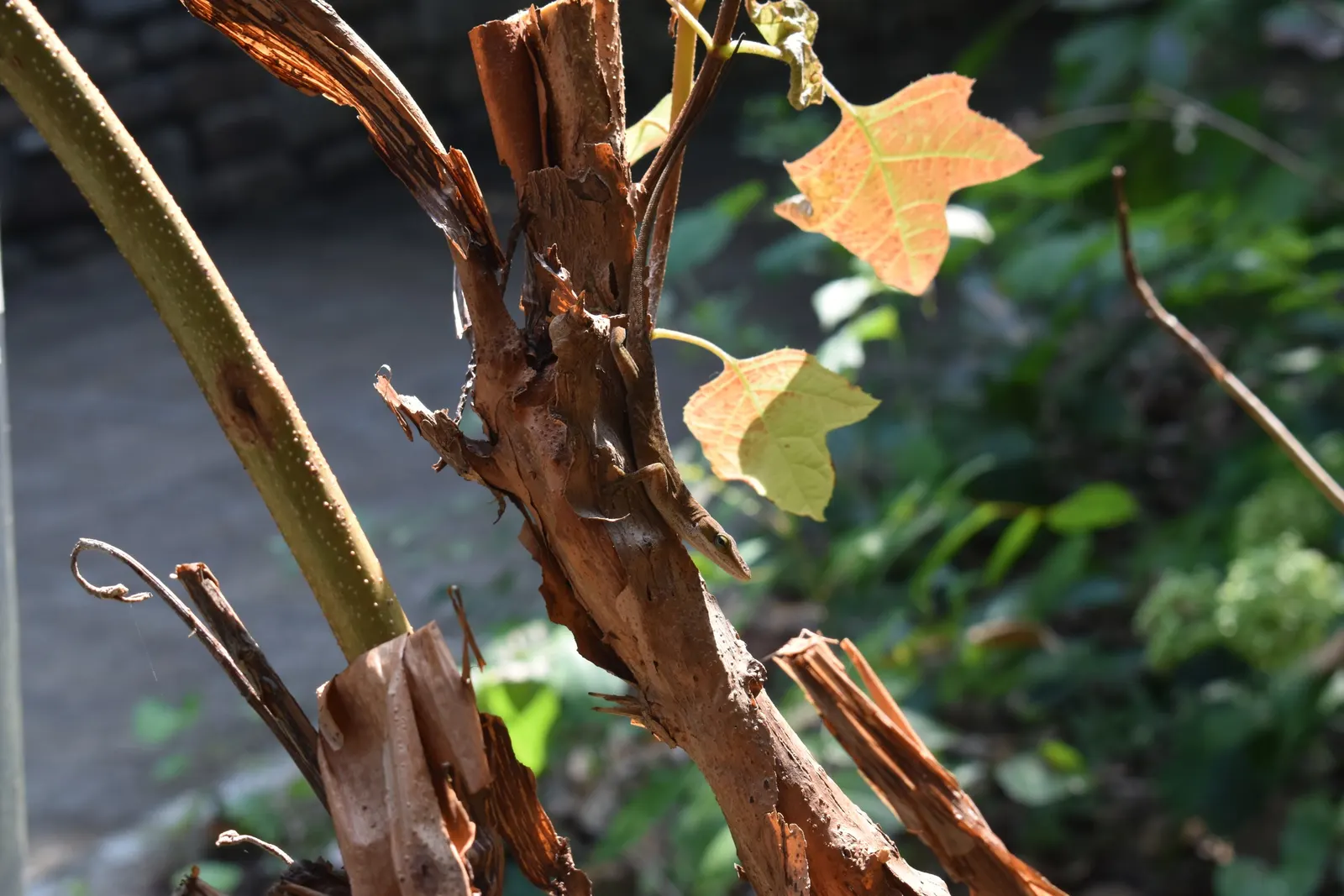 Oakleaf Hydrangea (Hydrangea Quercifolia) — shrub with white blooms
