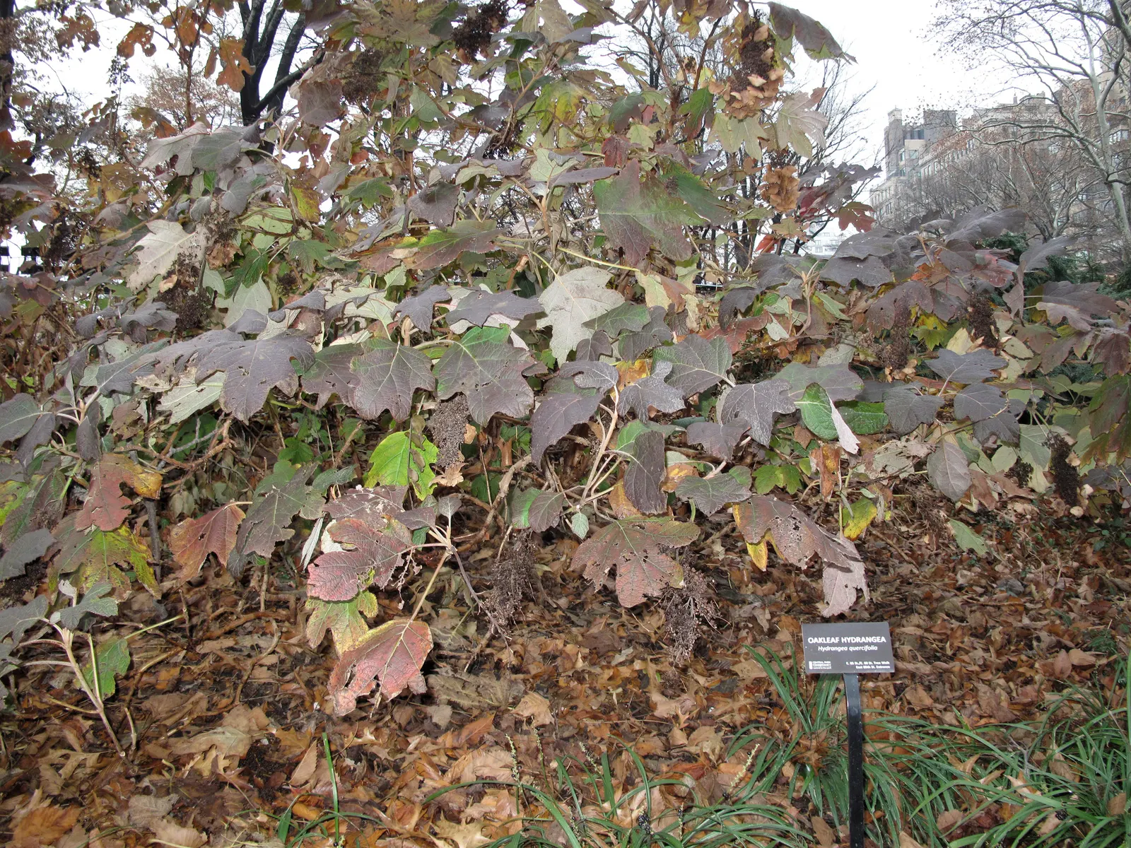 Oakleaf Hydrangea (Hydrangea Quercifolia) — which resembles that of an oak tree