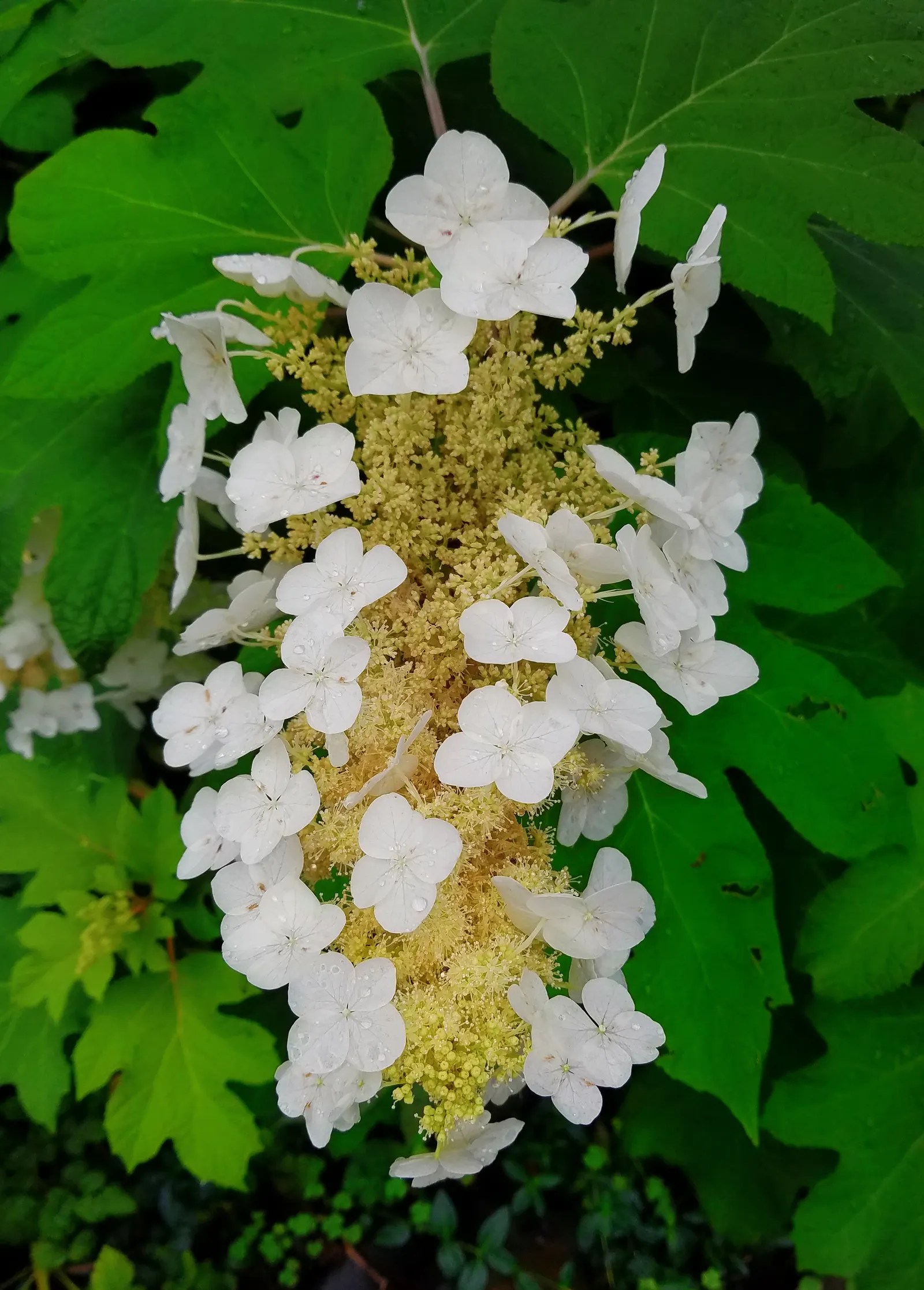 Oakleaf Hydrangea (Hydrangea Quercifolia) — Oakleaf Hydrangea (Hydrangea quercifolia) is a striking deciduous shrub; and tolerates a variety of soils
