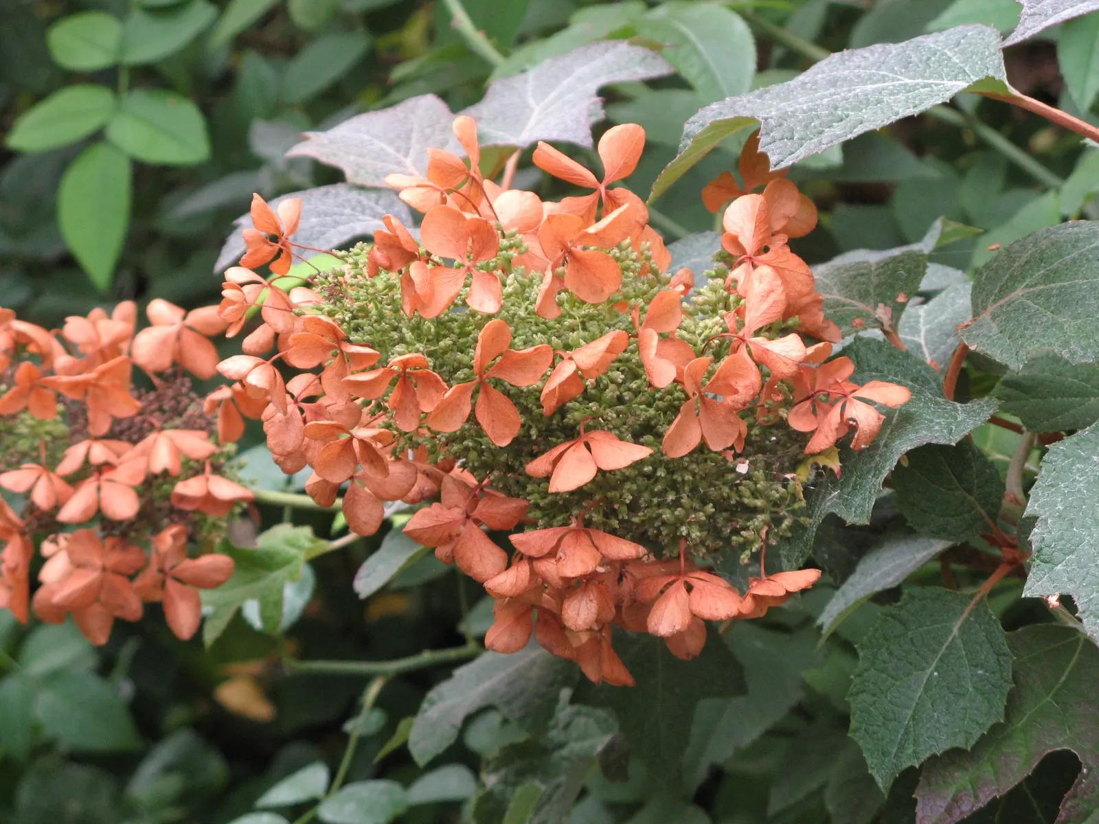 Oakleaf Hydrangea (Hydrangea Quercifolia) — This low-maintenance shrub is also known for its drought tolerance once established