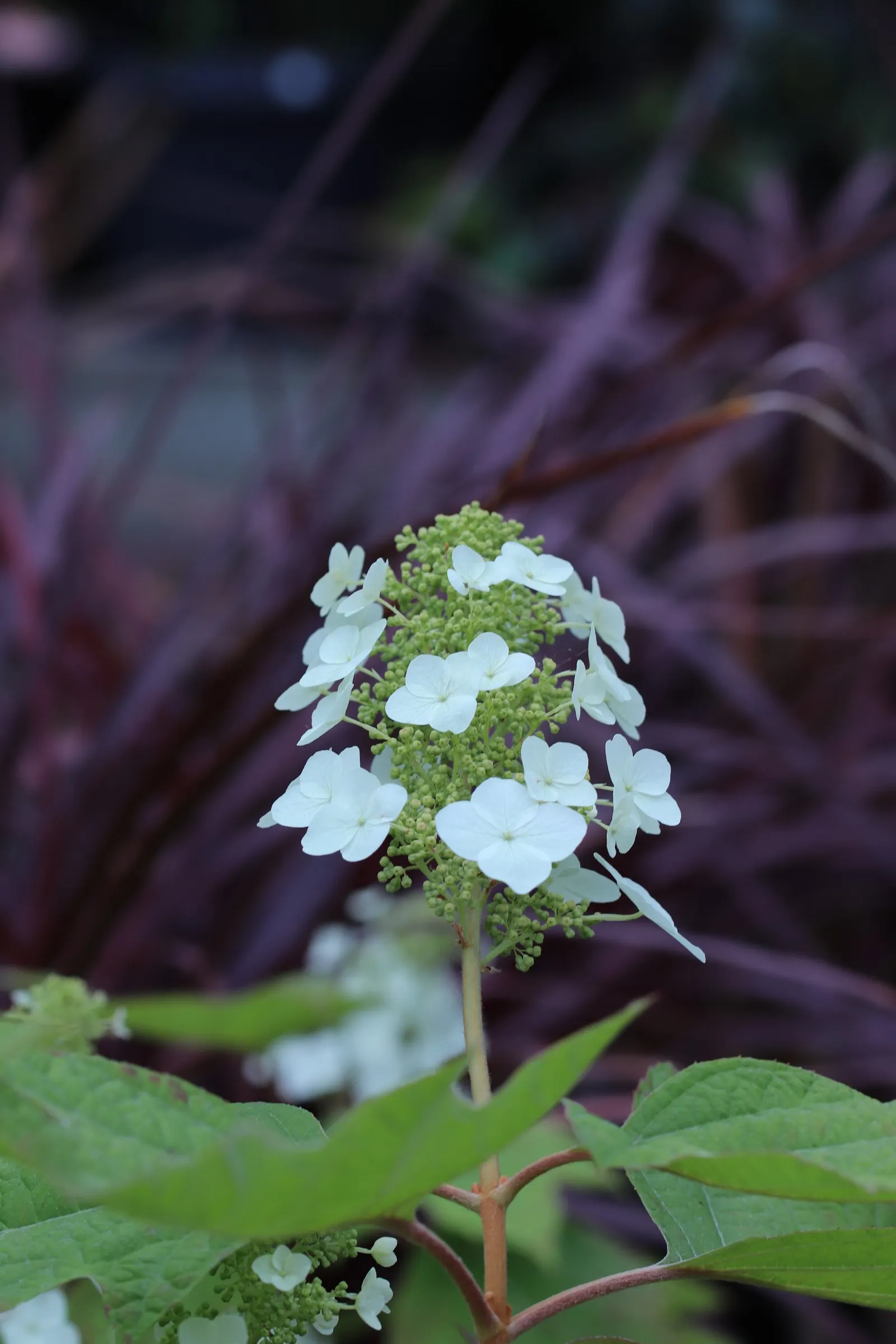 Oakleaf Hydrangea (Hydrangea Quercifolia) — white flowers in the garden; recognized for its distinctive foliage