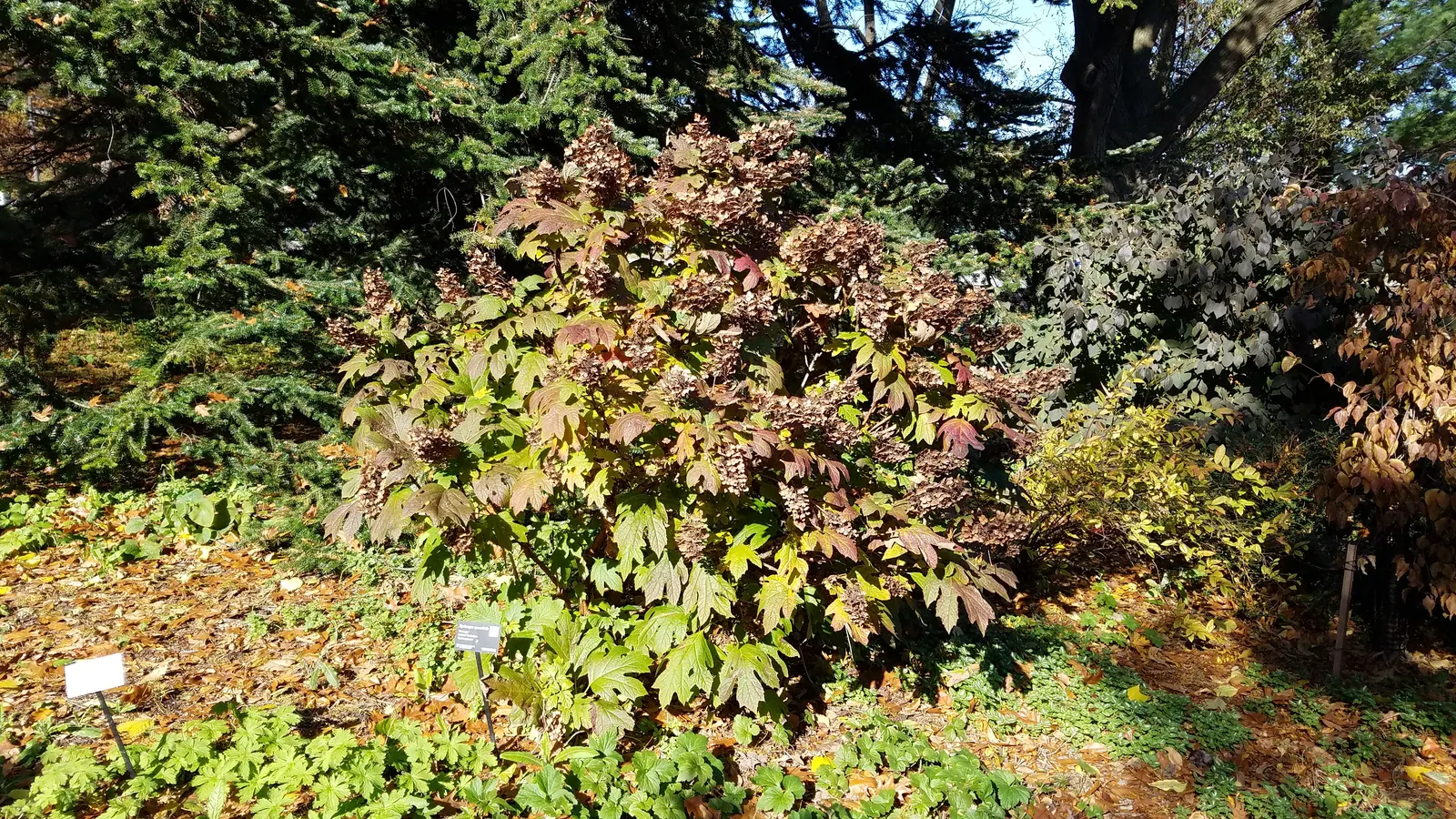 Oakleaf Hydrangea (Hydrangea Quercifolia) — mahogany red in the fall.<br><br>From early summer to late fall