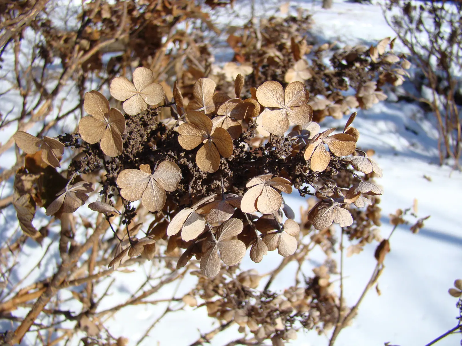 Oakleaf Hydrangea (Hydrangea Quercifolia) — mahogany red in the fall.<br><br>From early summer to late fall; this native plant typically reaches, image 64