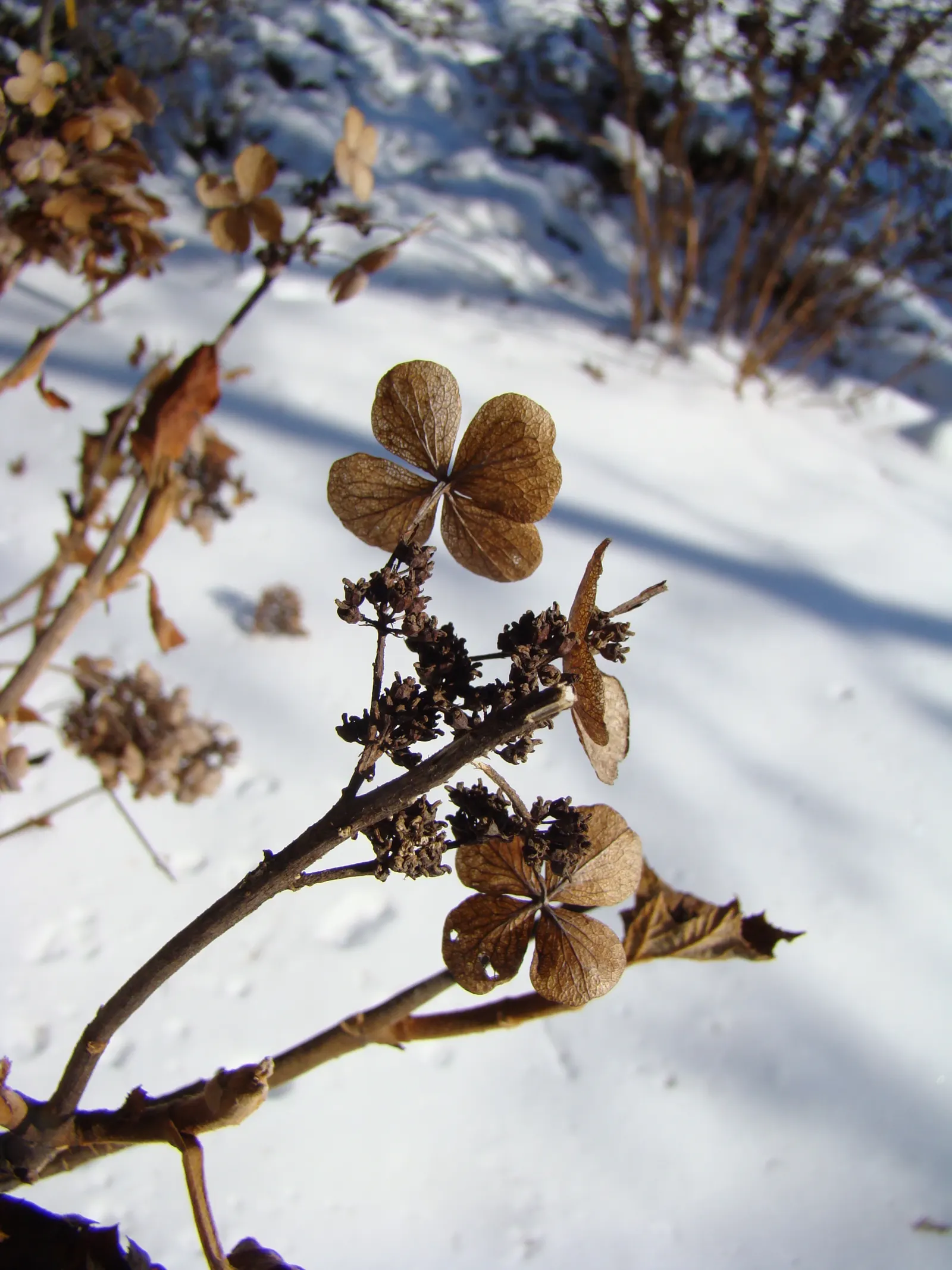 Oakleaf Hydrangea (Hydrangea Quercifolia) — depending on the specific cultivar and environmental factors; with rich autumnal foliage hues and, image 68