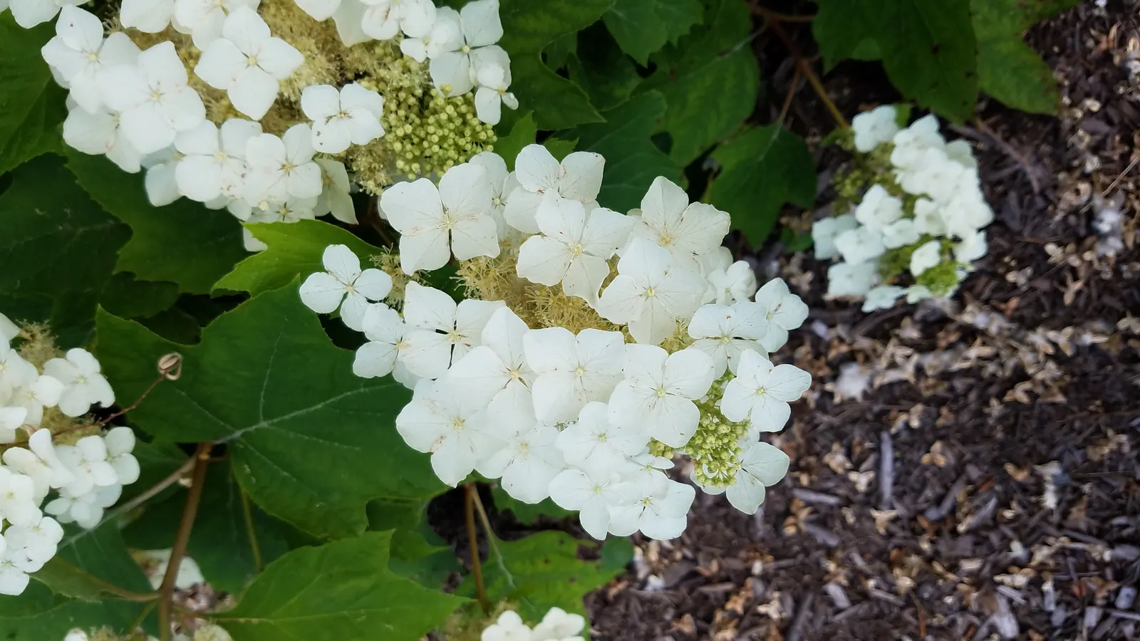 Oakleaf Hydrangea (Hydrangea Quercifolia) — shrub with white blooms; depending on the specific cultivar and environmental factors, image 77