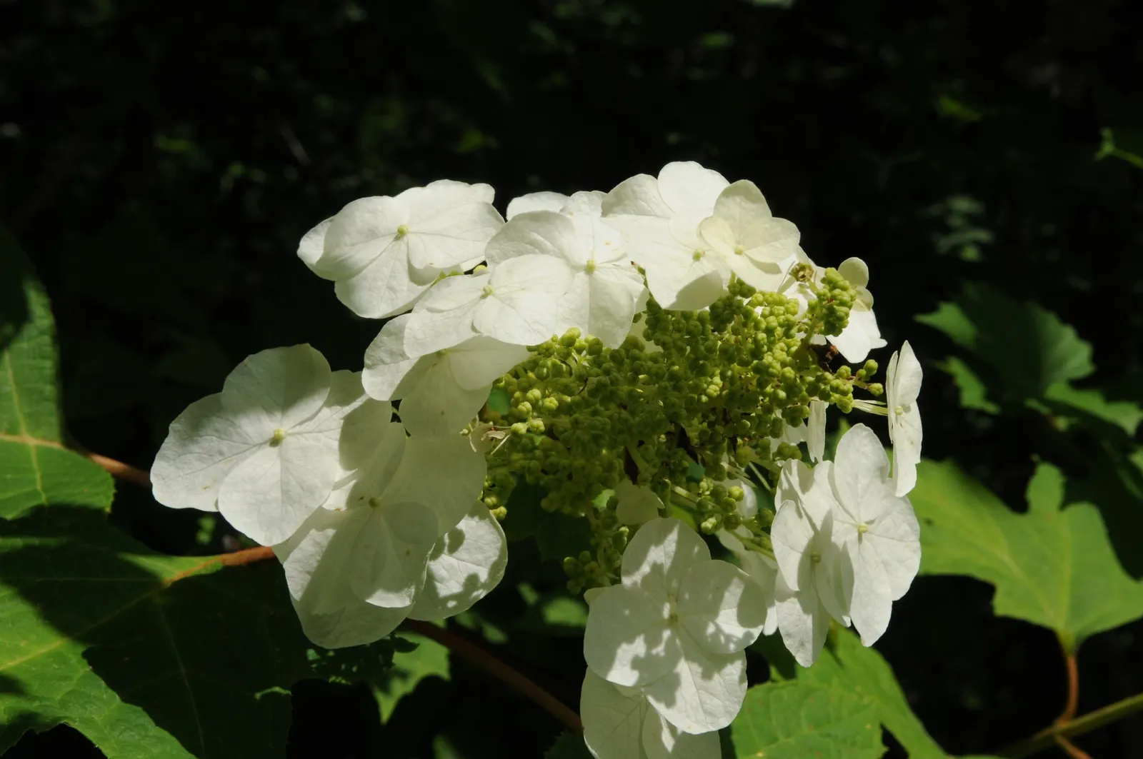 Oakleaf Hydrangea (Hydrangea Quercifolia) — shrub for full or half; when including Hydrangea quercifolia in the landscape design, image 78